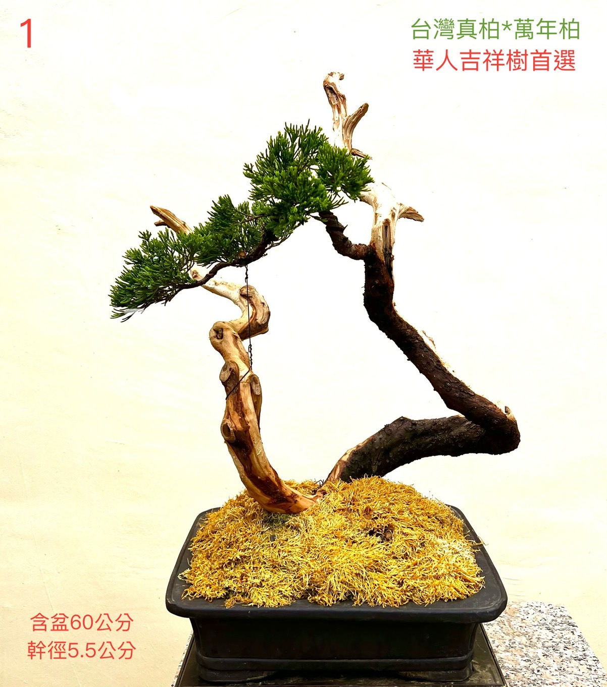 台灣真柏盆景（含盆 60 cm ／ 幹徑 5.5 cm）