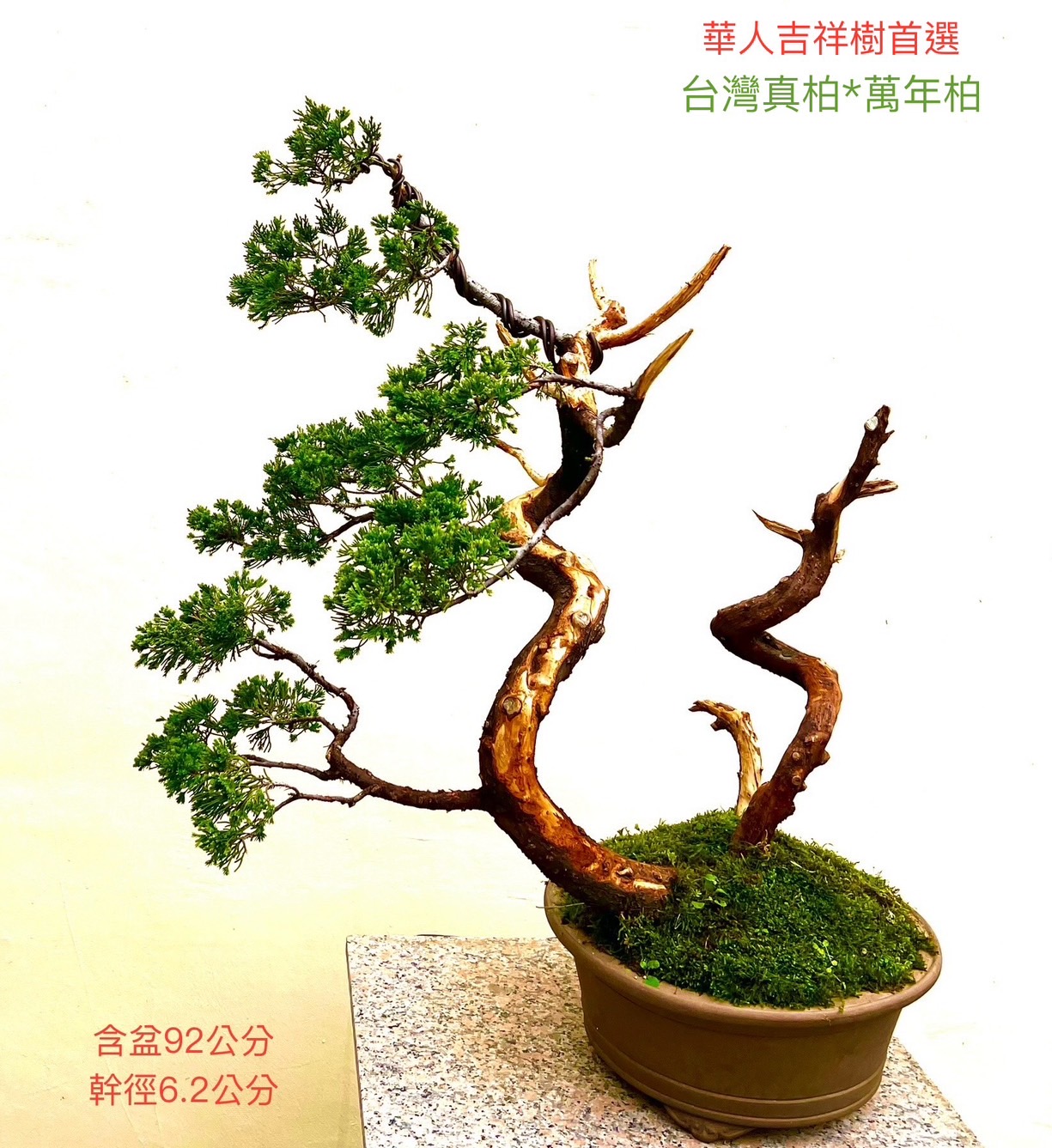 台灣真柏盆景（含盆 92 cm ／ 幹徑 6.2 cm）