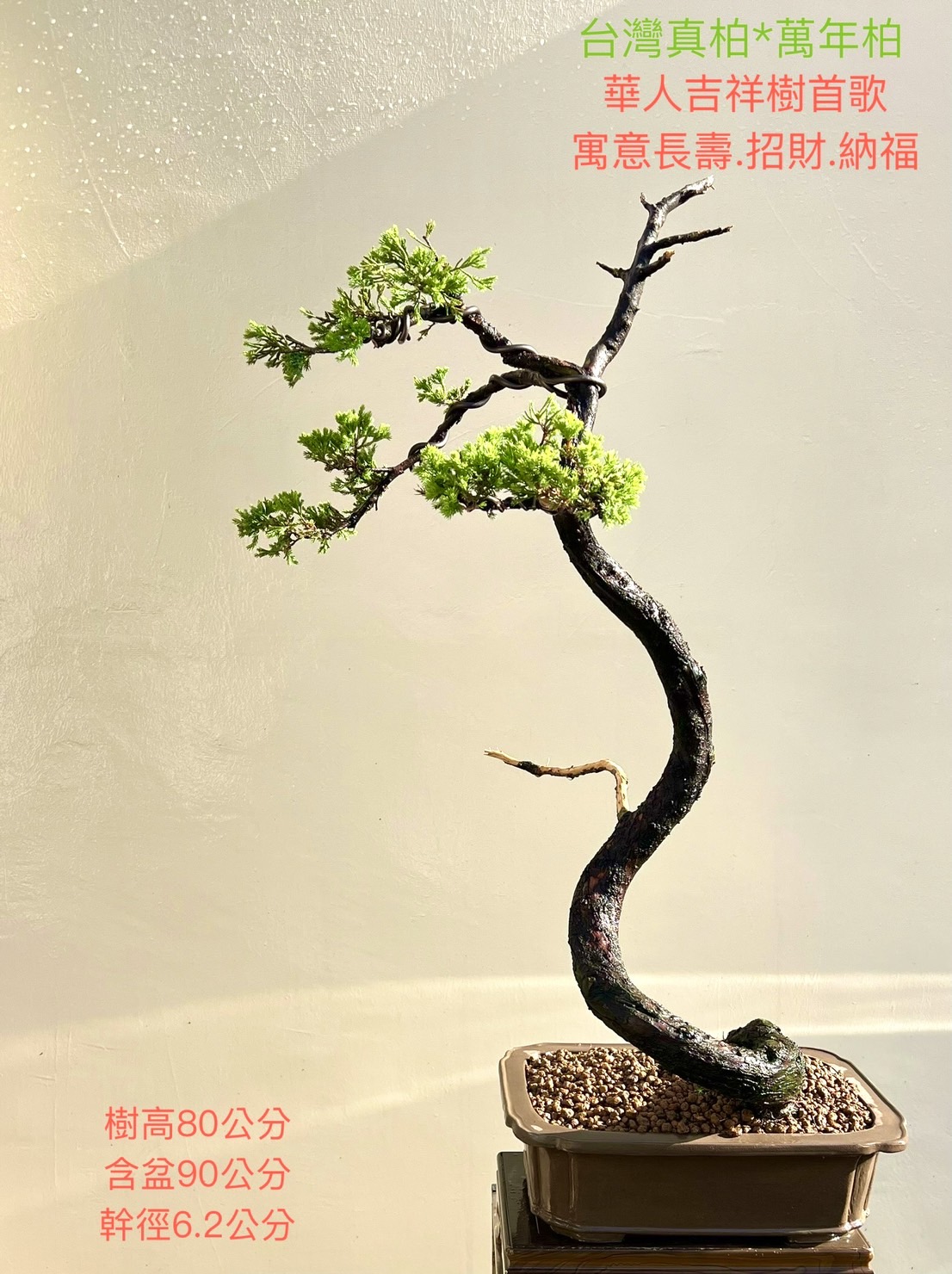 台灣真柏盆景（樹高 80 cm ／ 含盆 90 cm ／ 幹徑 6.2 cm）