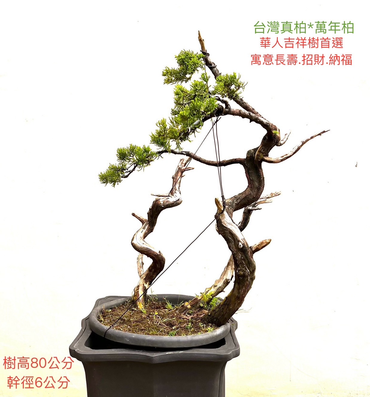 台灣真柏盆景（樹高 80 cm ／ 幹徑 6 cm）
