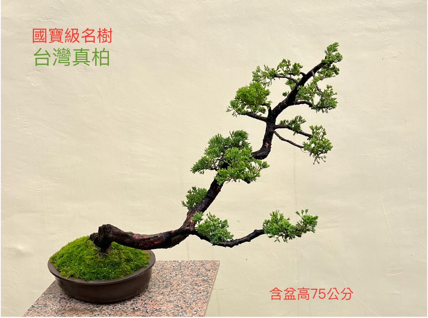 國寶級名樹台灣真柏盆景（含盆 75 cm）