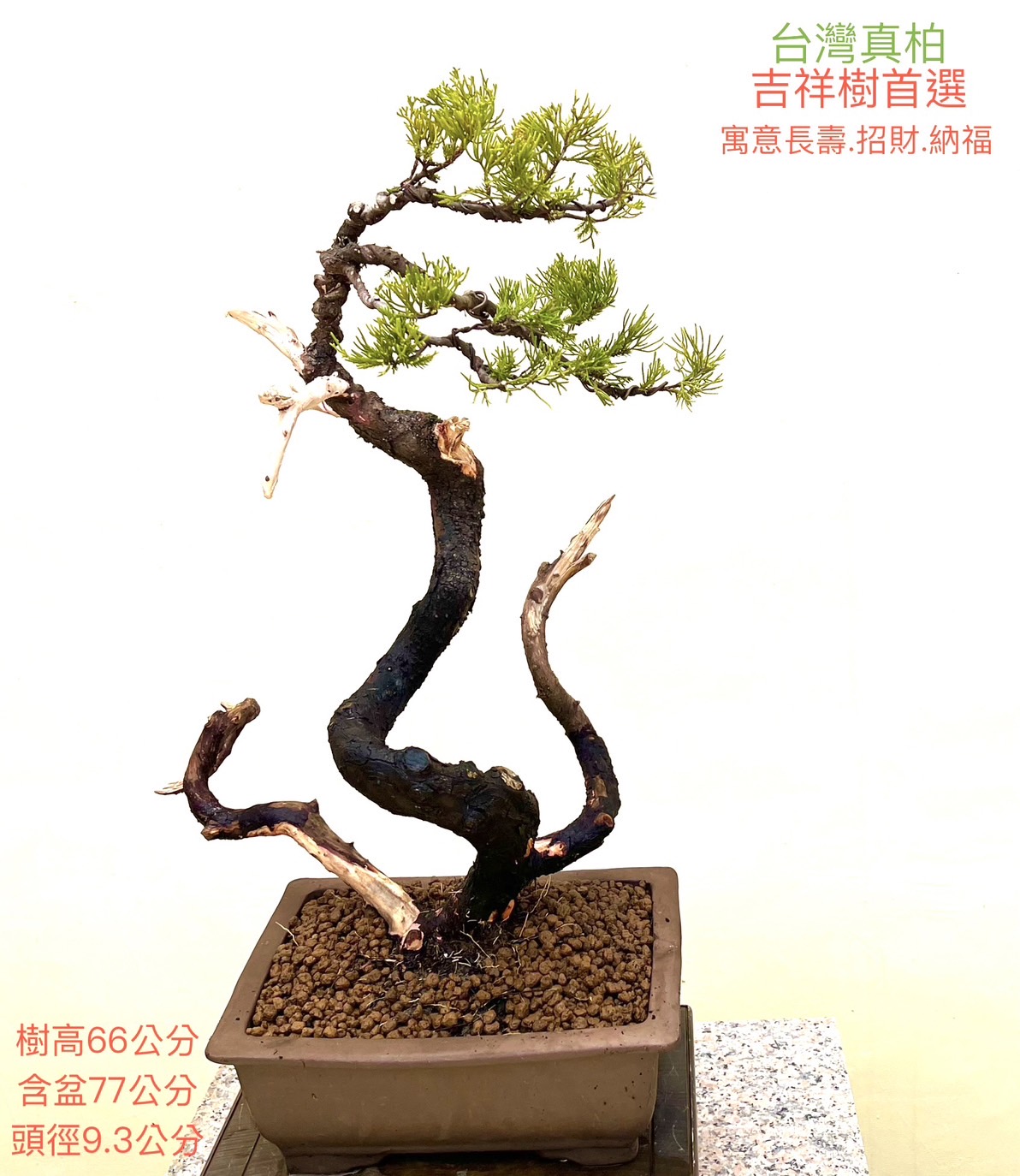 真柏吉祥樹盆景（含盆 77 cm／樹高 66 cm／頭徑 9.3 cm）