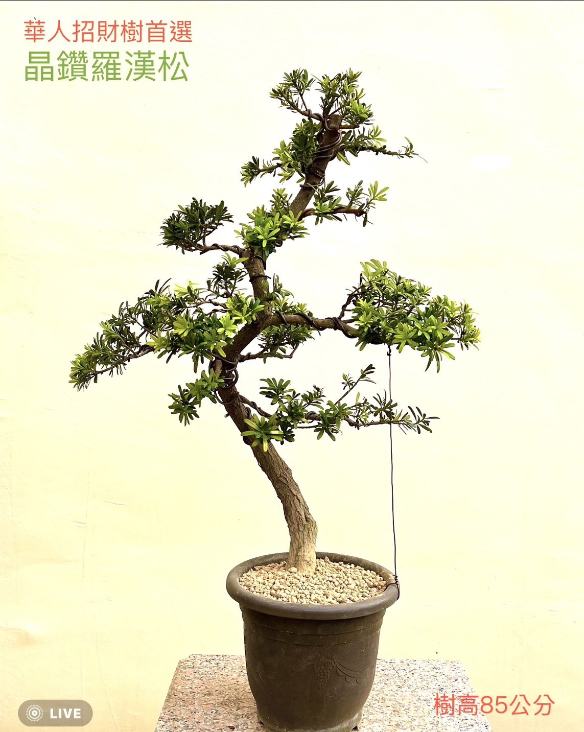 晶鑽羅漢松盆景（樹高 85 cm）