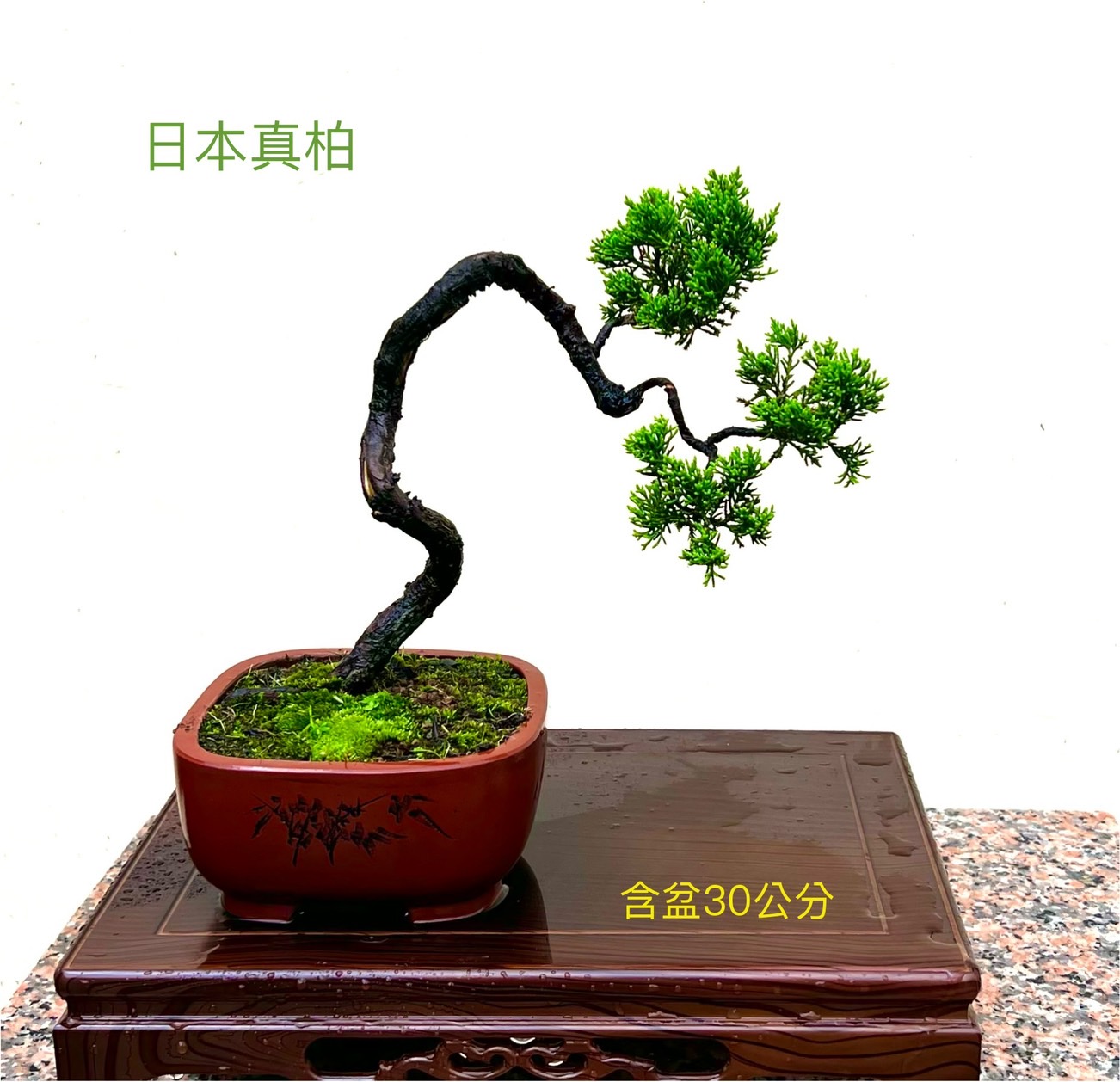 日本真柏盆景（含盆 30 公分）