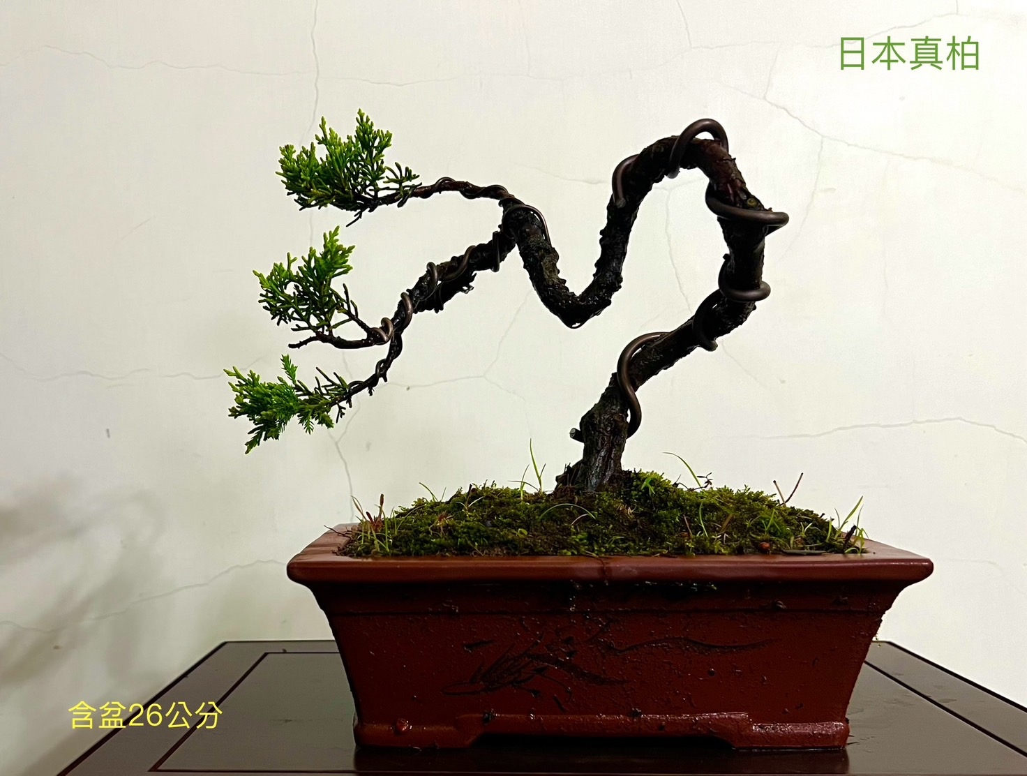 日本真柏盆景（含盆 26 公分）