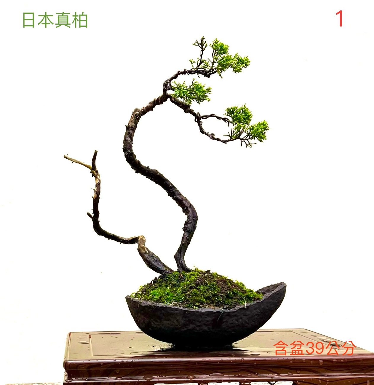 日本真柏盆景（含盆 39 公分）