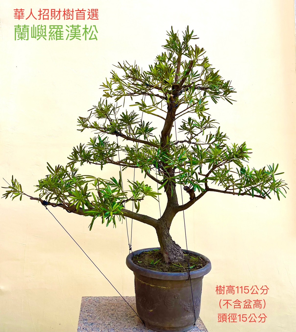 蘭嶼羅漢松盆景（樹高 115 公分／幹徑 15 公分）