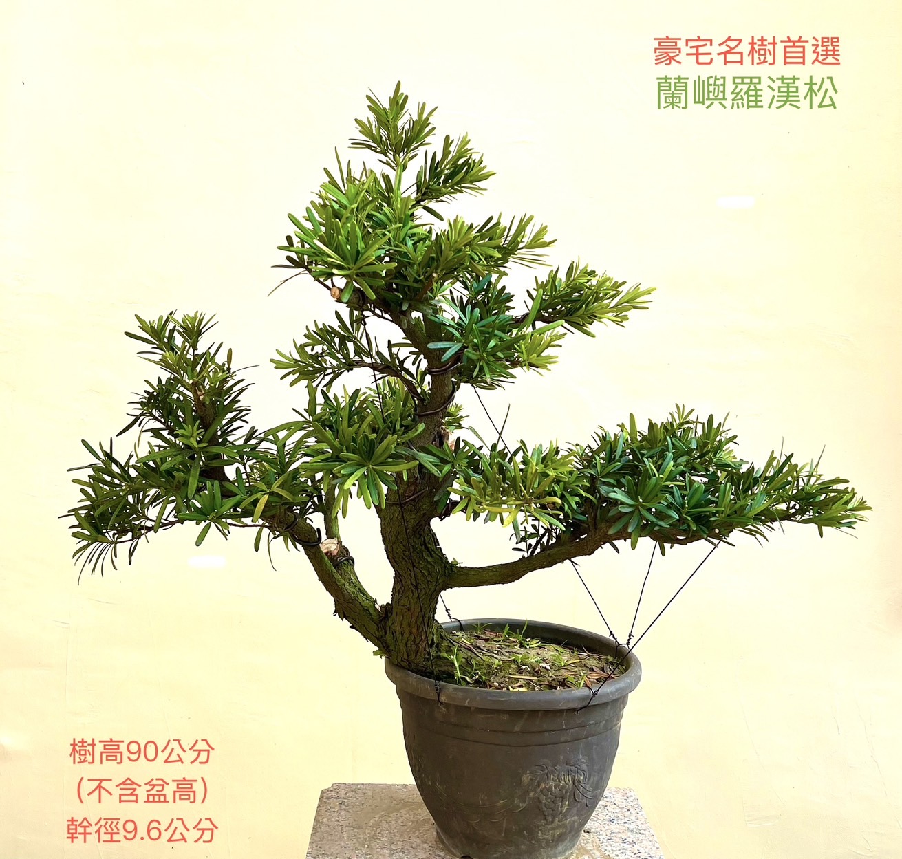 蘭嶼羅漢松盆景（樹高 90 公分／幹徑 9.6 公分）