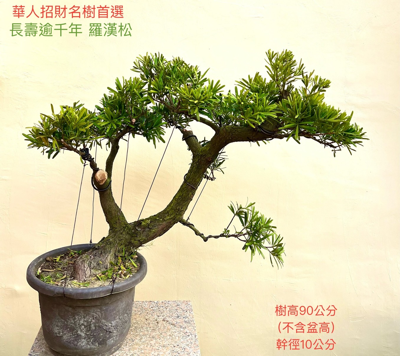長壽逾千年羅漢松盆景（含盆尺寸適中）