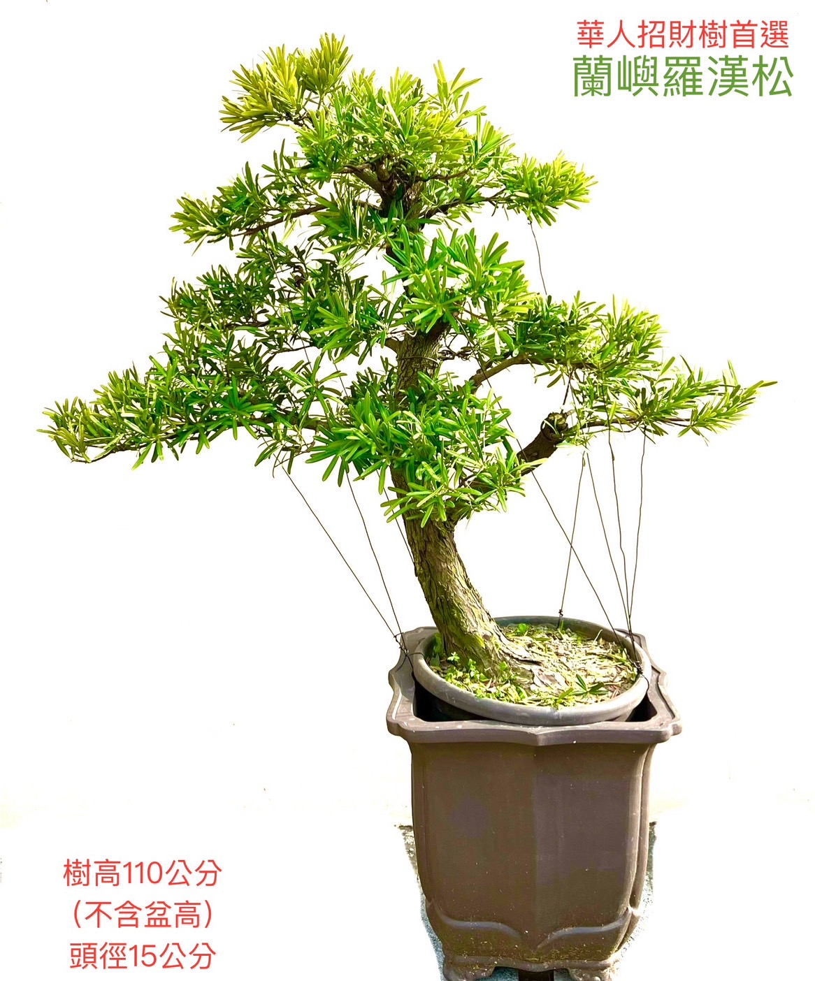 蘭嶼羅漢松盆景（樹高 110 cm／頭徑 15 cm）