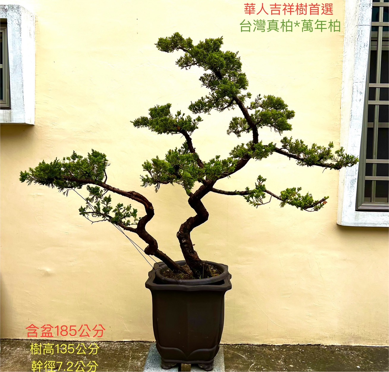 台灣真柏盆景（深色紫砂盆 含盆 185 cm／樹高 135 cm／幹徑 7.2 cm）