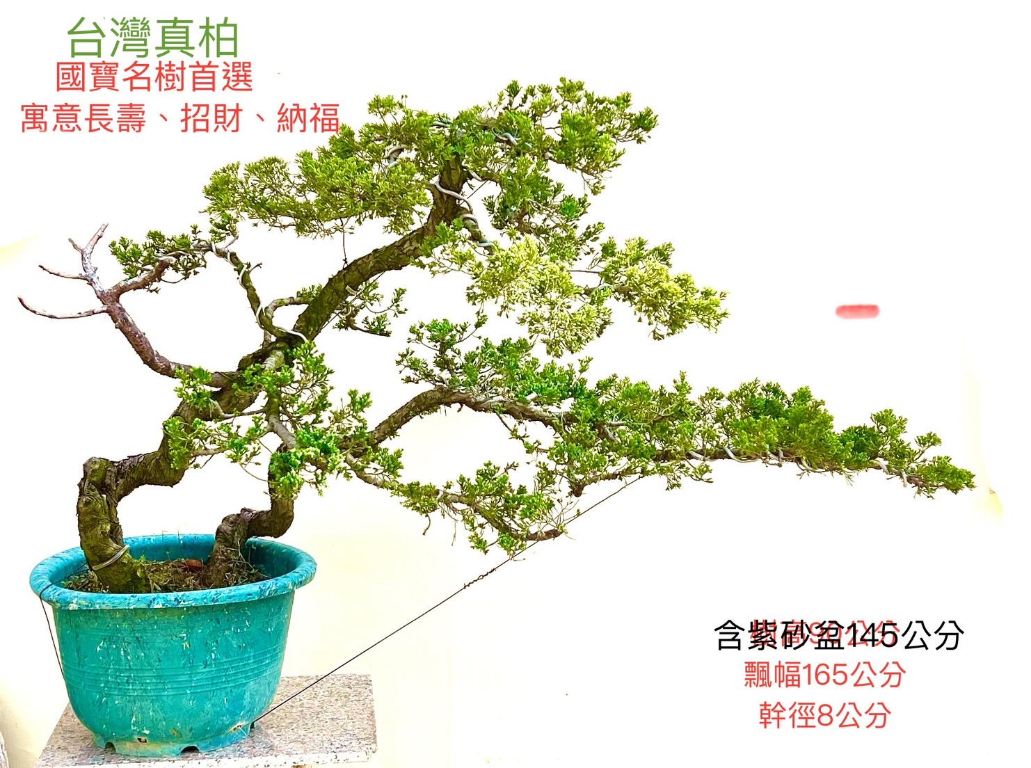 台灣真柏盆景（紫砂盆 含盆 145 cm／飄幅 165 cm／幹徑 8 cm）