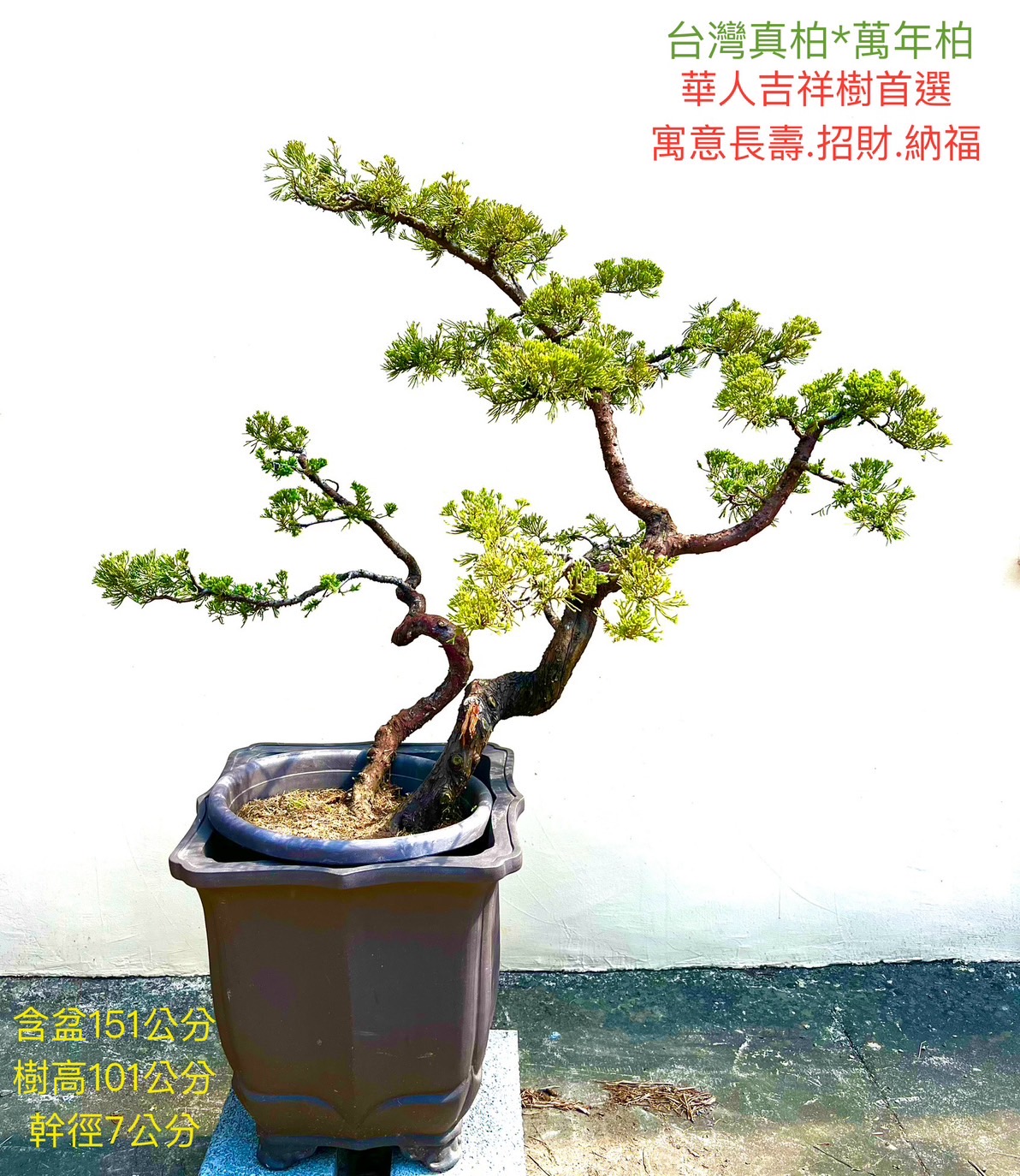 台灣真柏盆景（12年，含盆 151 cm／樹高 101 cm／幹徑 7 cm）