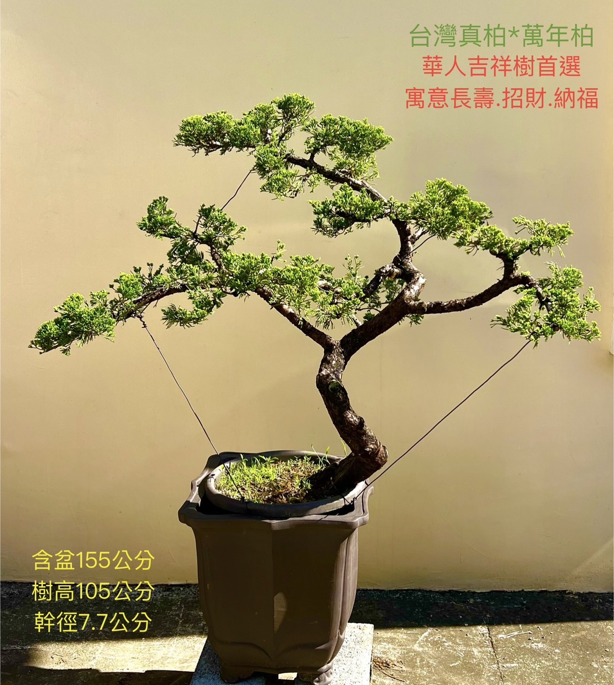 台灣真柏盆景（12年，含盆 155 cm／樹高 105 cm／幹徑 7.7 cm)