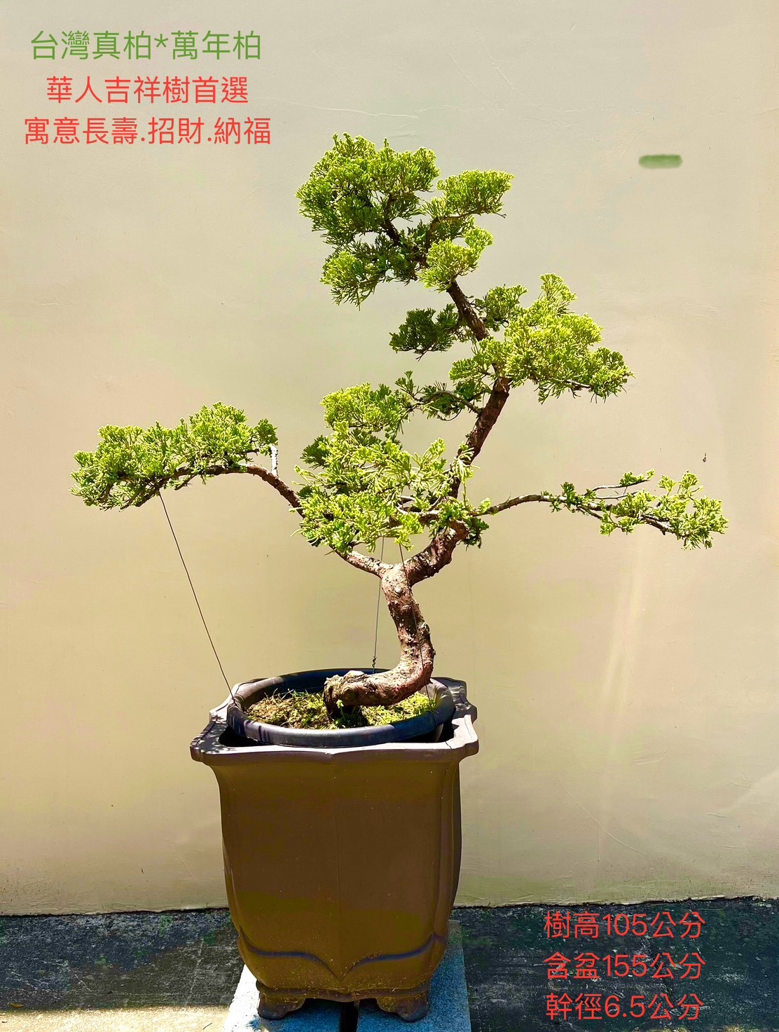 台灣真柏盆景（12年，鐵砂盆 含盆155 cm / 樹高105 cm / 幹徑6.5 cm）