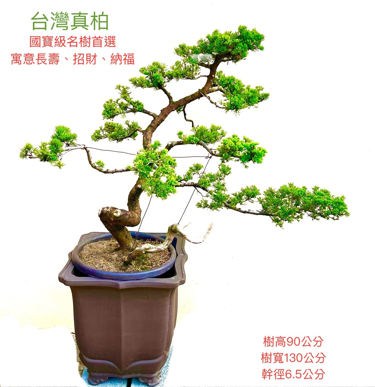 台灣真柏盆景（12年，紫砂盆 樹高90 cm / 飄幅130 cm / 幹徑6.5 cm）