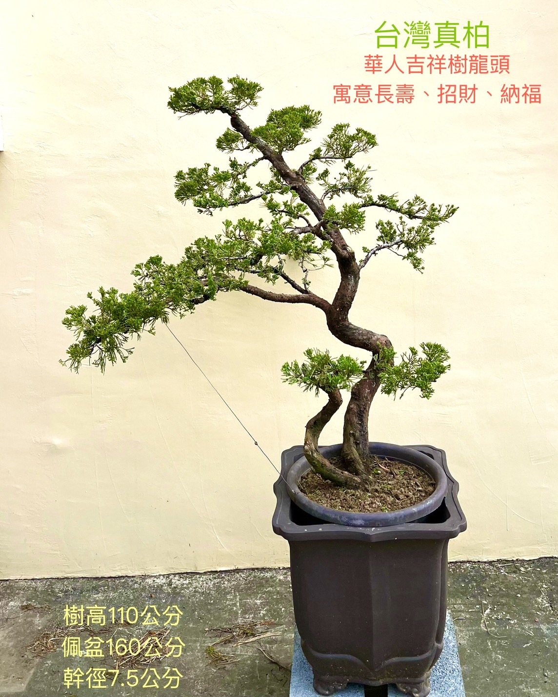 台灣真柏盆景（12年，紫砂盆 含盆160 cm / 樹高110 cm / 幹徑7.5 cm）