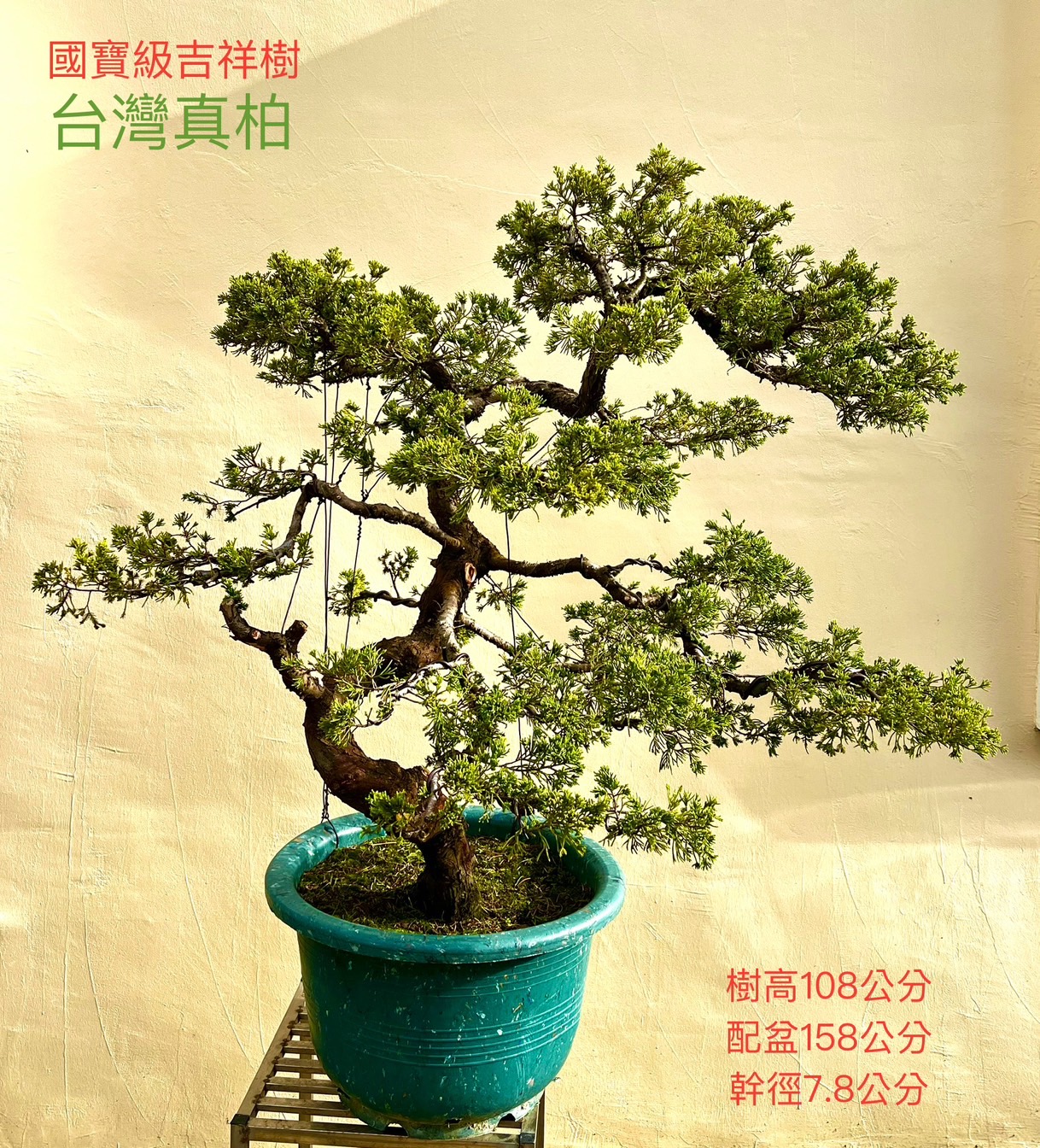 台灣真柏盆景（12年 含盆158 cm / 樹高108 cm / 幹徑7.8 cm）