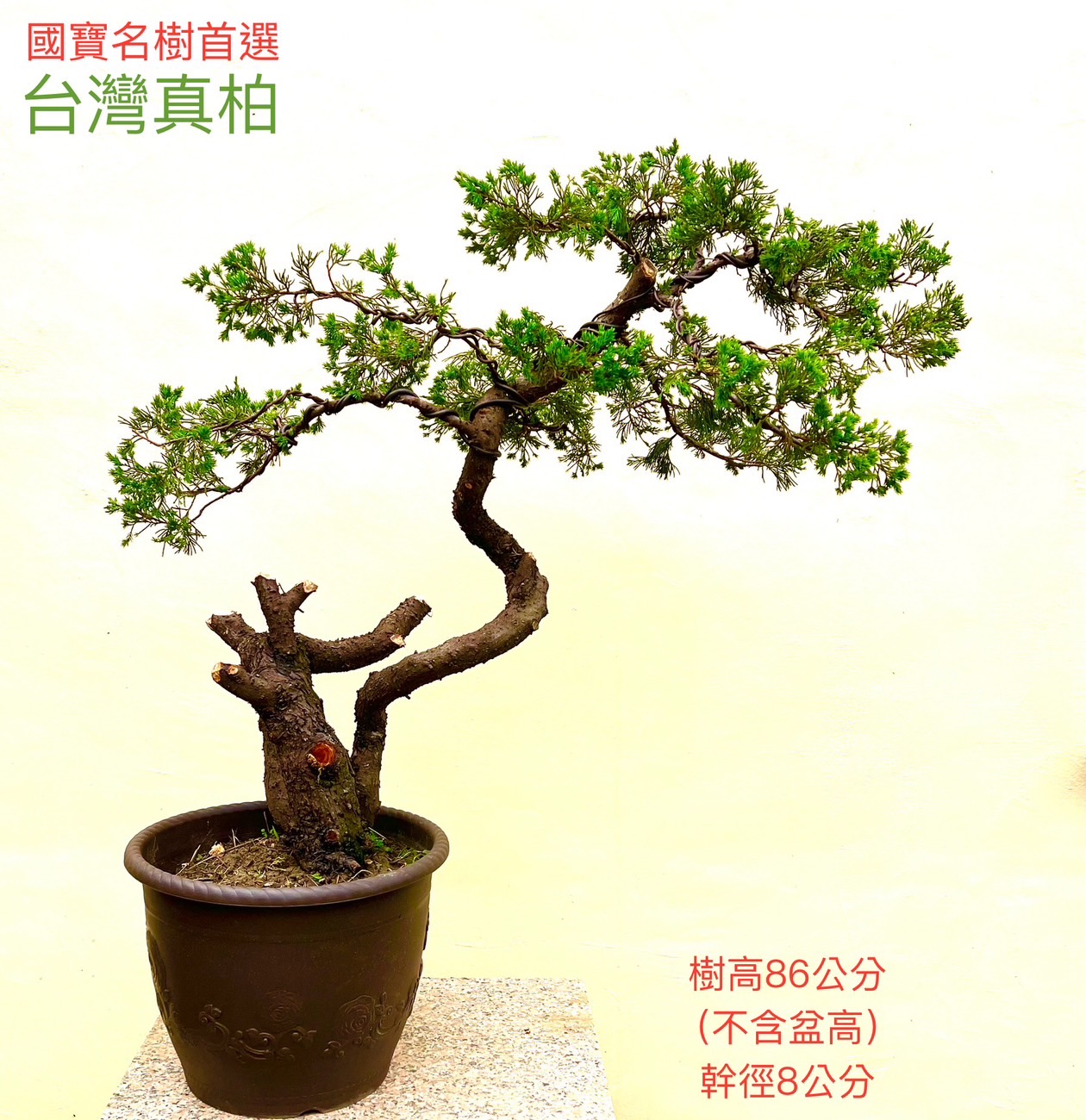 台灣真柏盆景（12年，樹高86 cm / 幹徑8 cm）