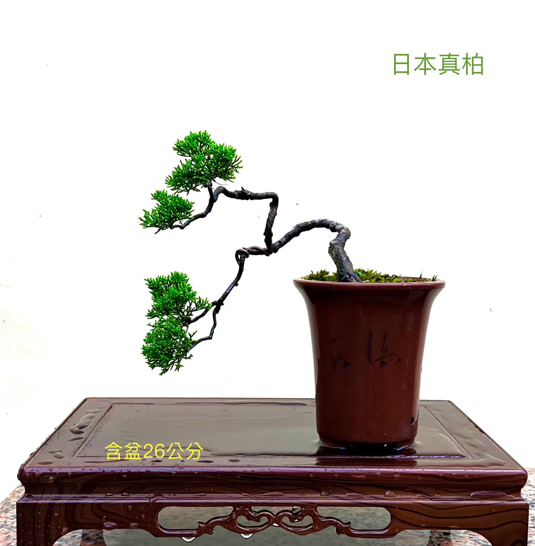 日本真柏盆景（含盆 26 公分）