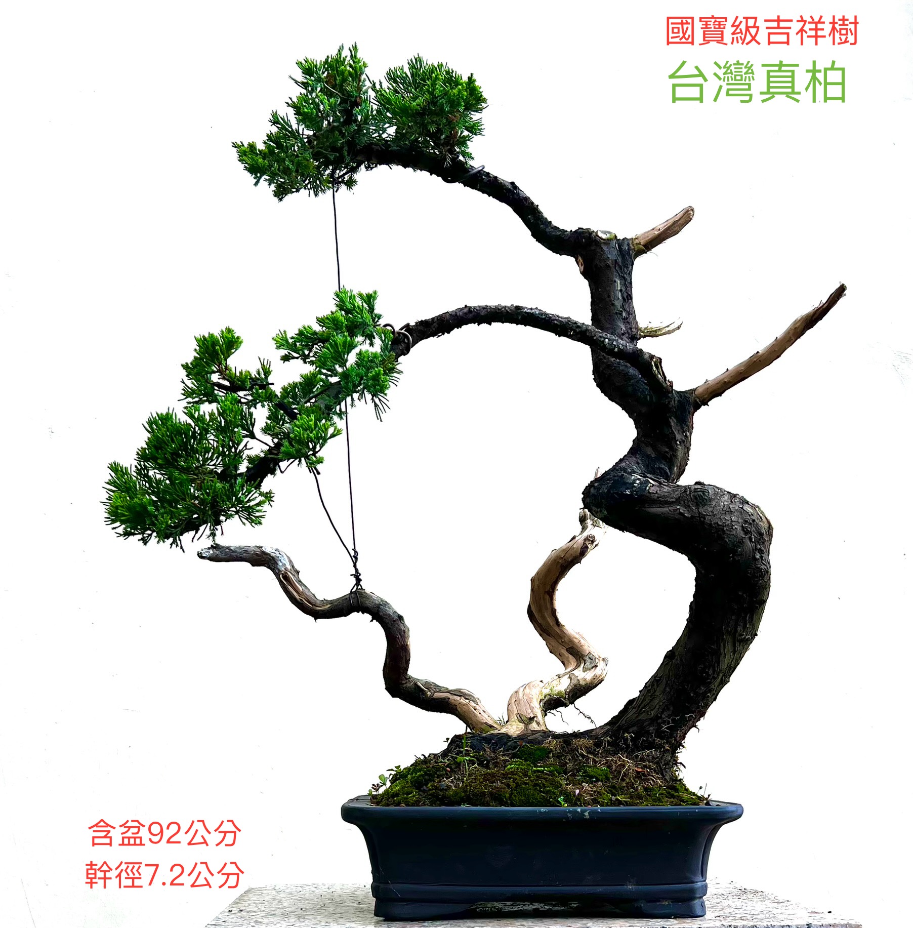 台灣真柏（含盆92cm／幹徑 7.2 cm）