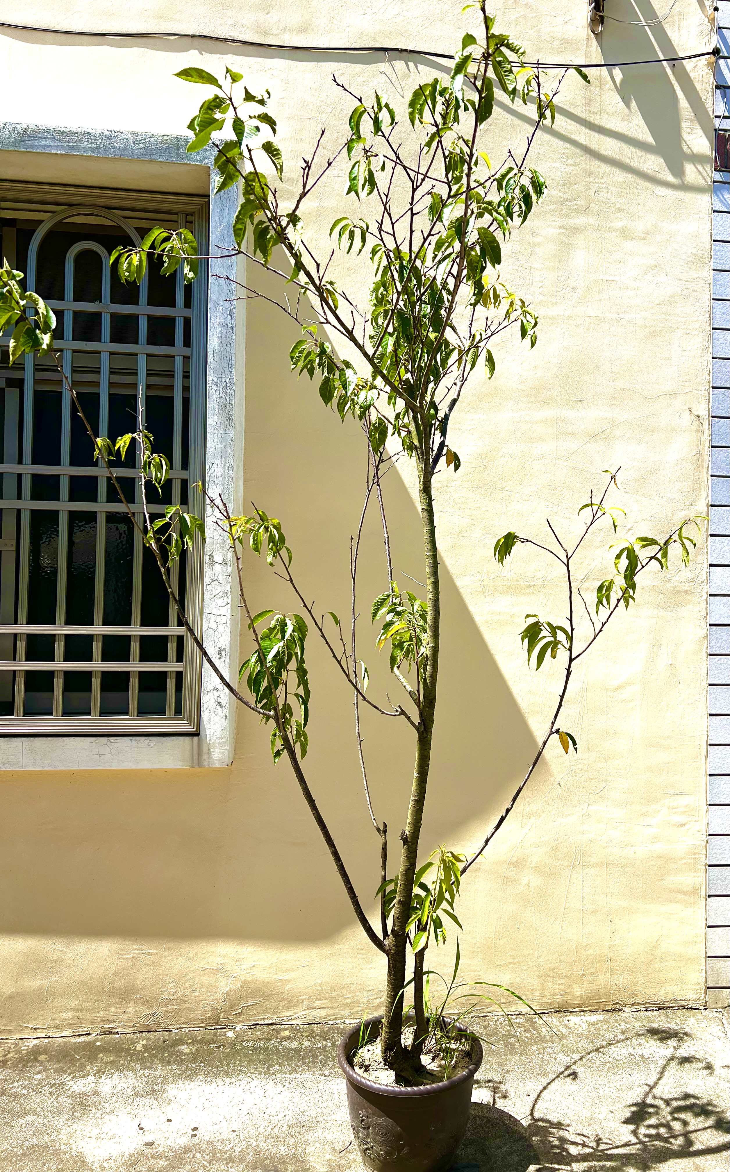 平地櫻花（富士櫻）