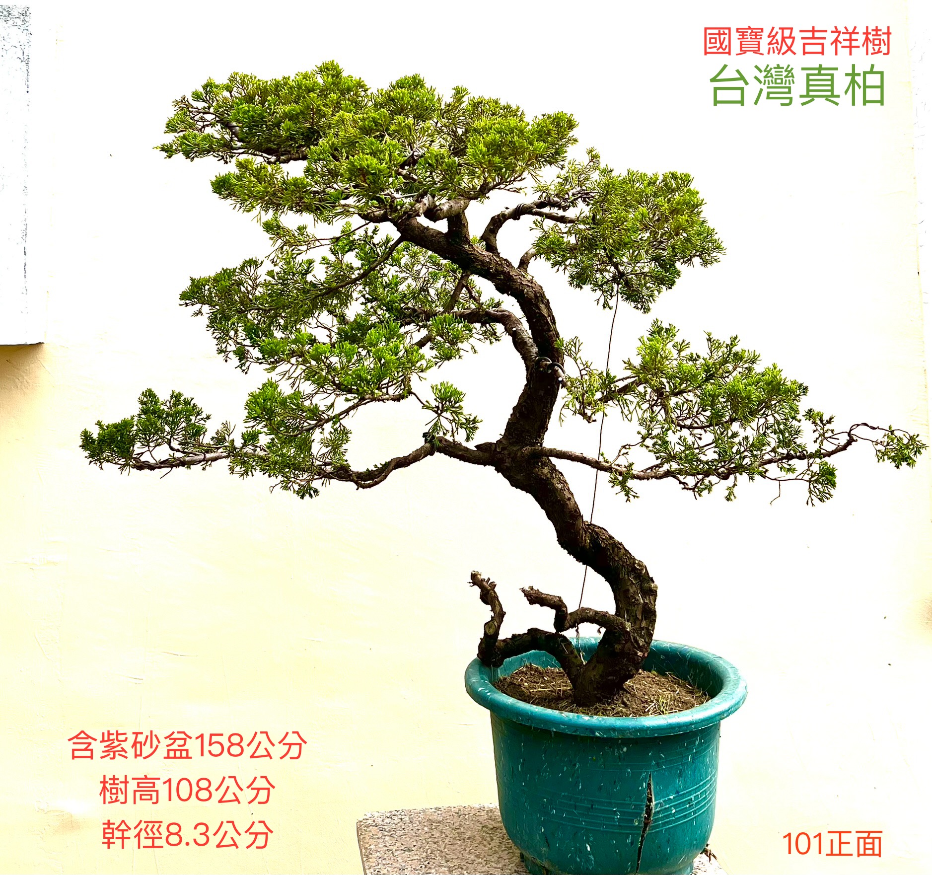 超大品真柏盆景