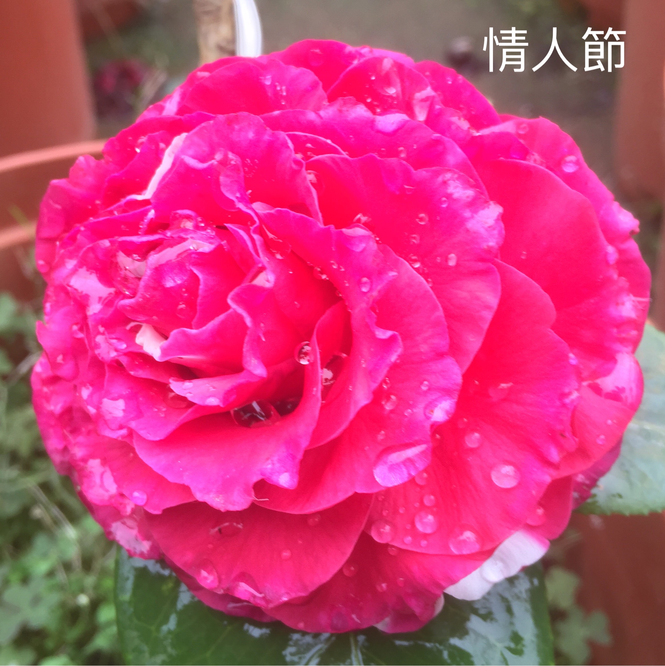 情人節茶花（12年老樹）