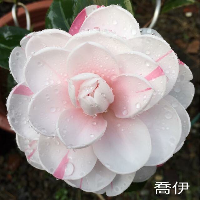 喬伊（13年生）