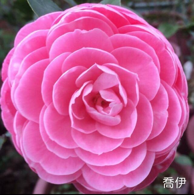 喬伊（13年生）