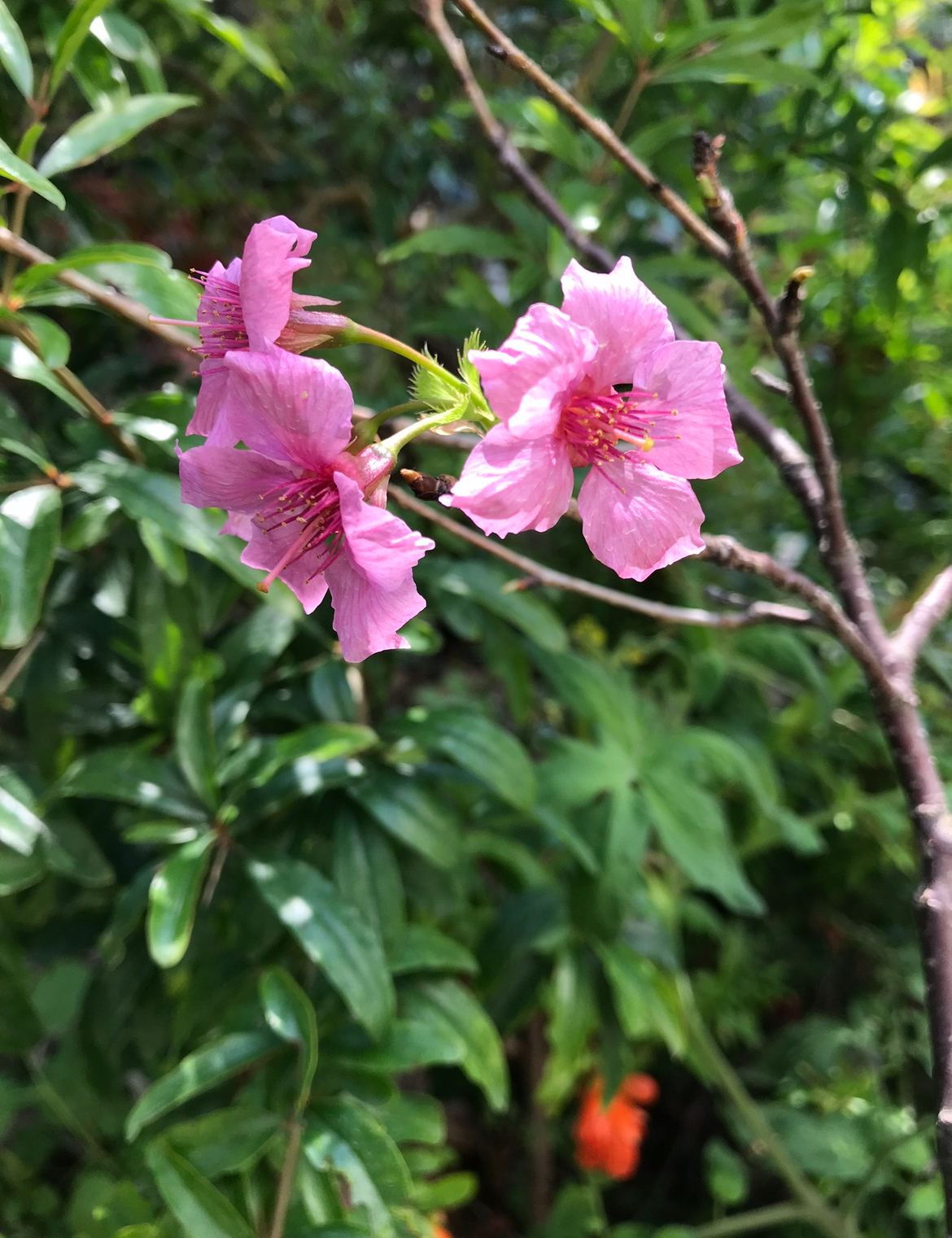 平地櫻花（12年台灣富士櫻）