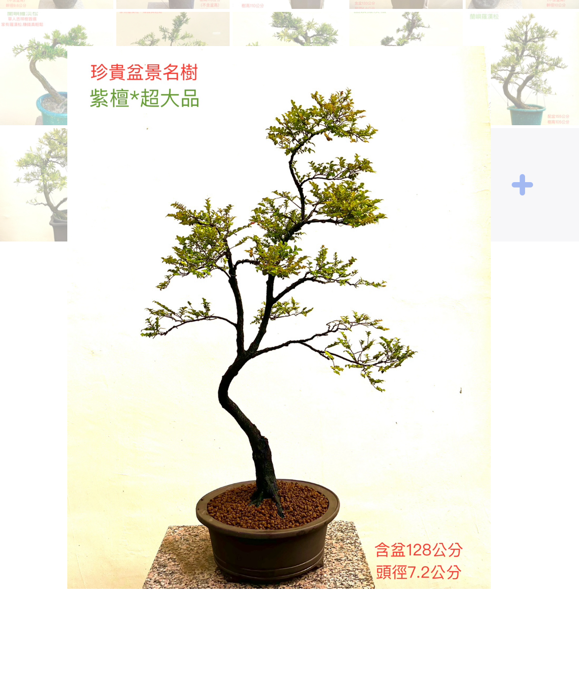 超大品紫檀（12年楓港柿）