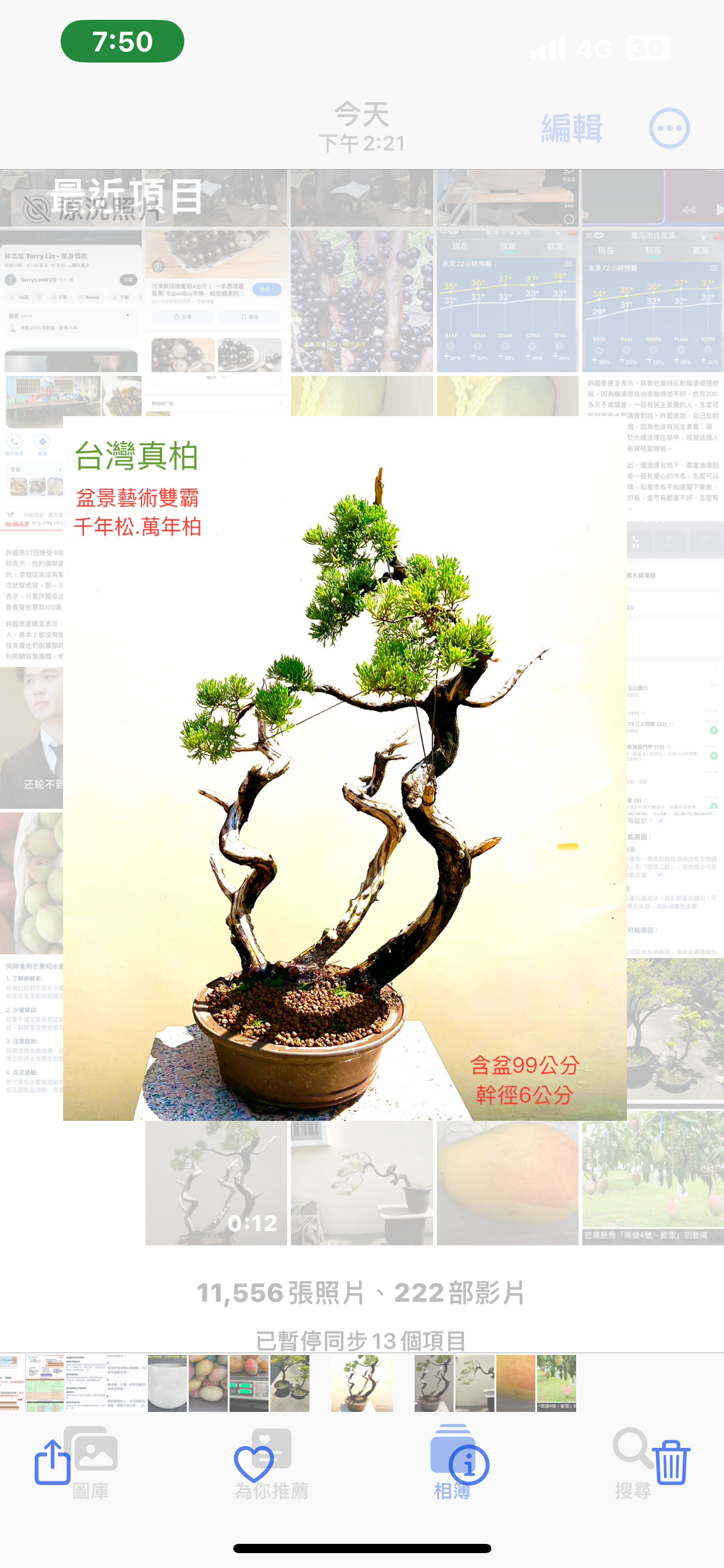 超大品真柏盆景（含盆99公分）