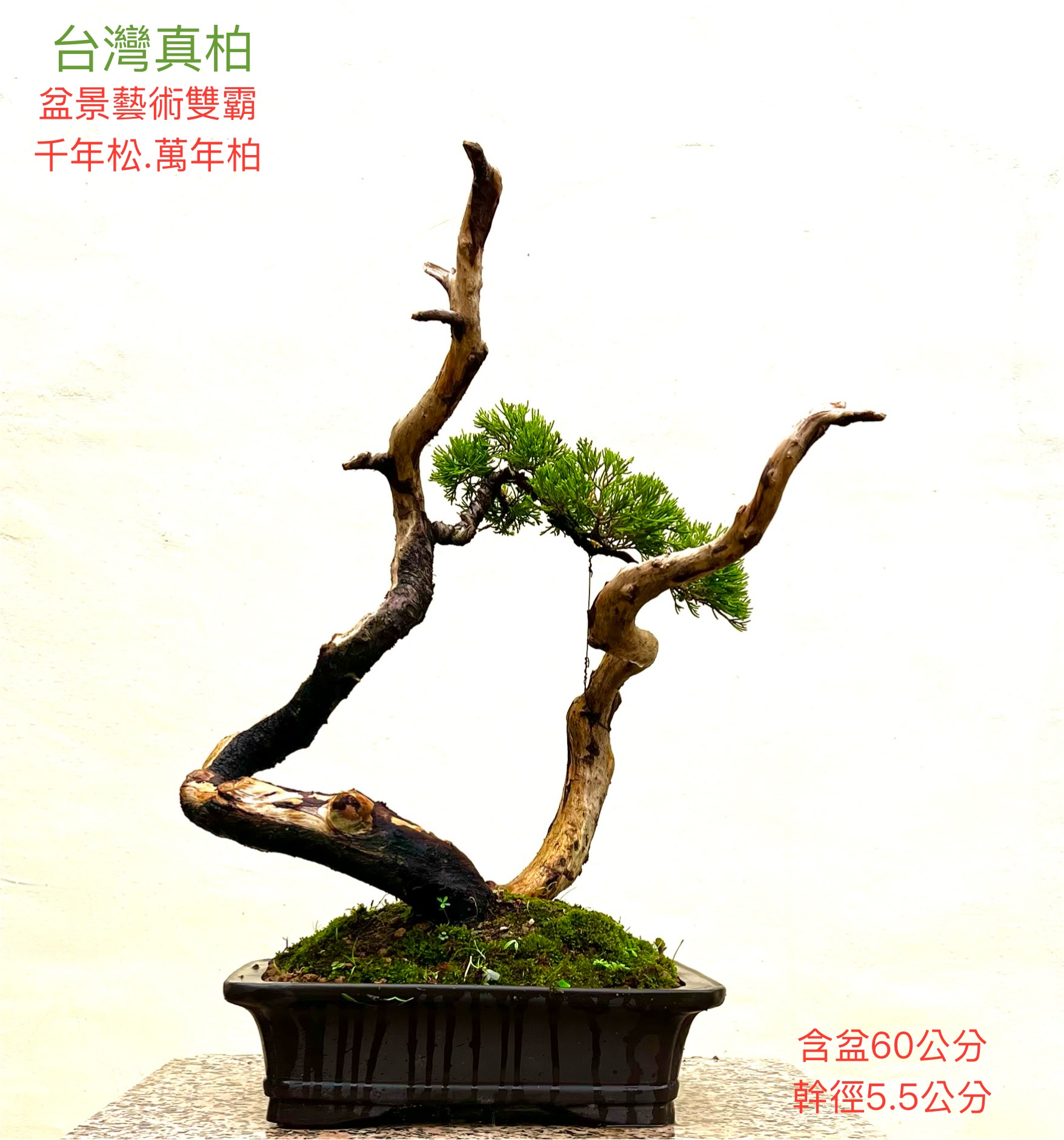 中大品真柏盆景（含盆 60 cm）