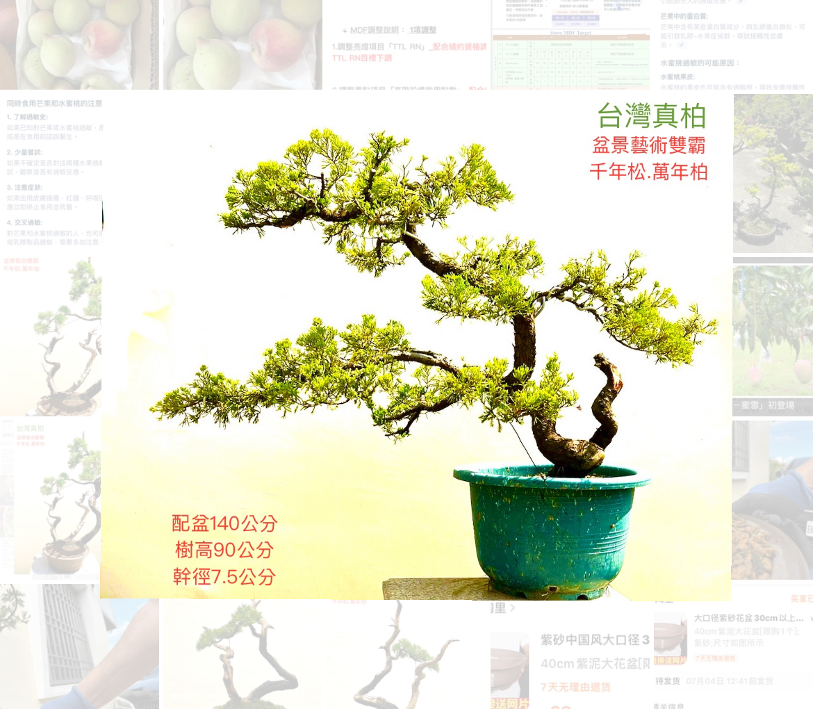 超大品真柏盆景（配鐵砂盆140公分）