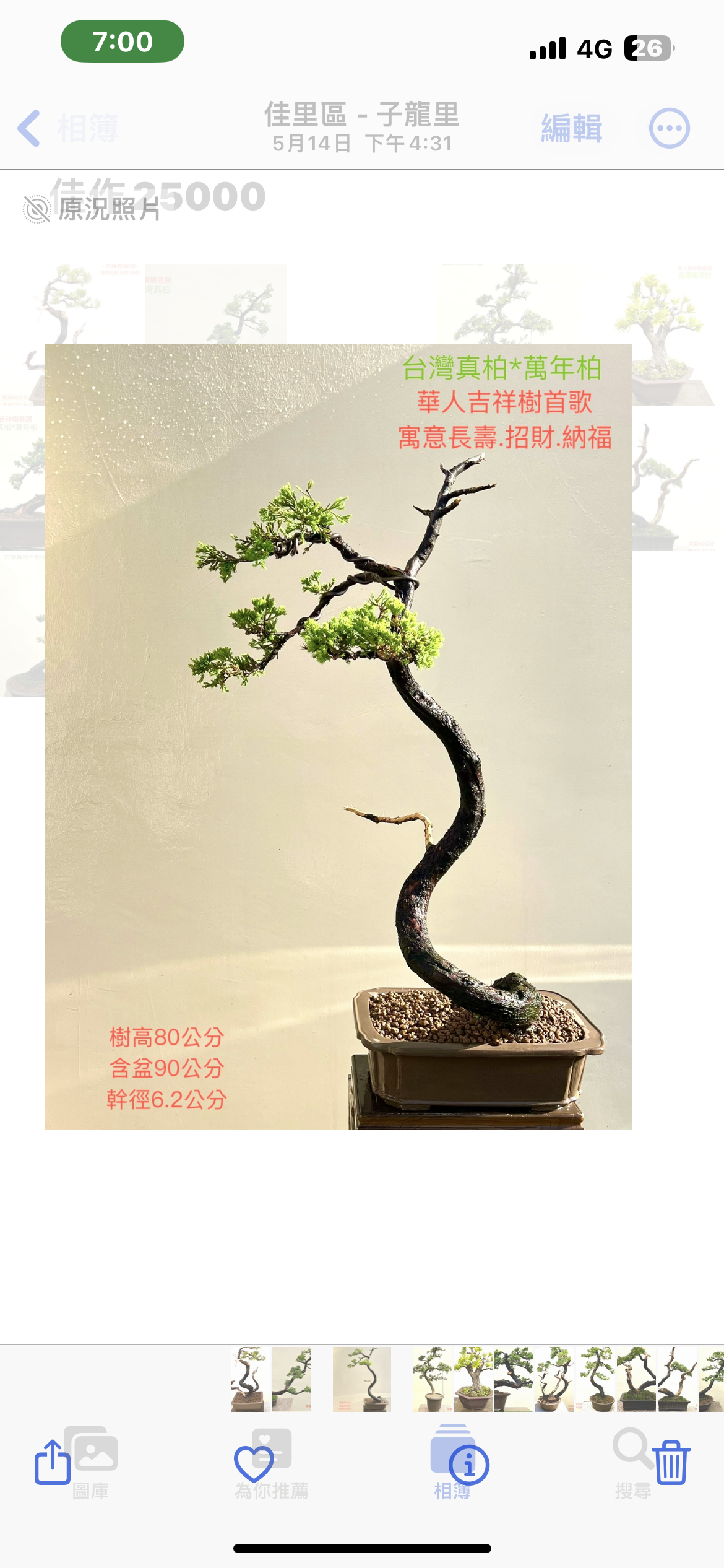 大品真柏盆景（樹高 80 cm）