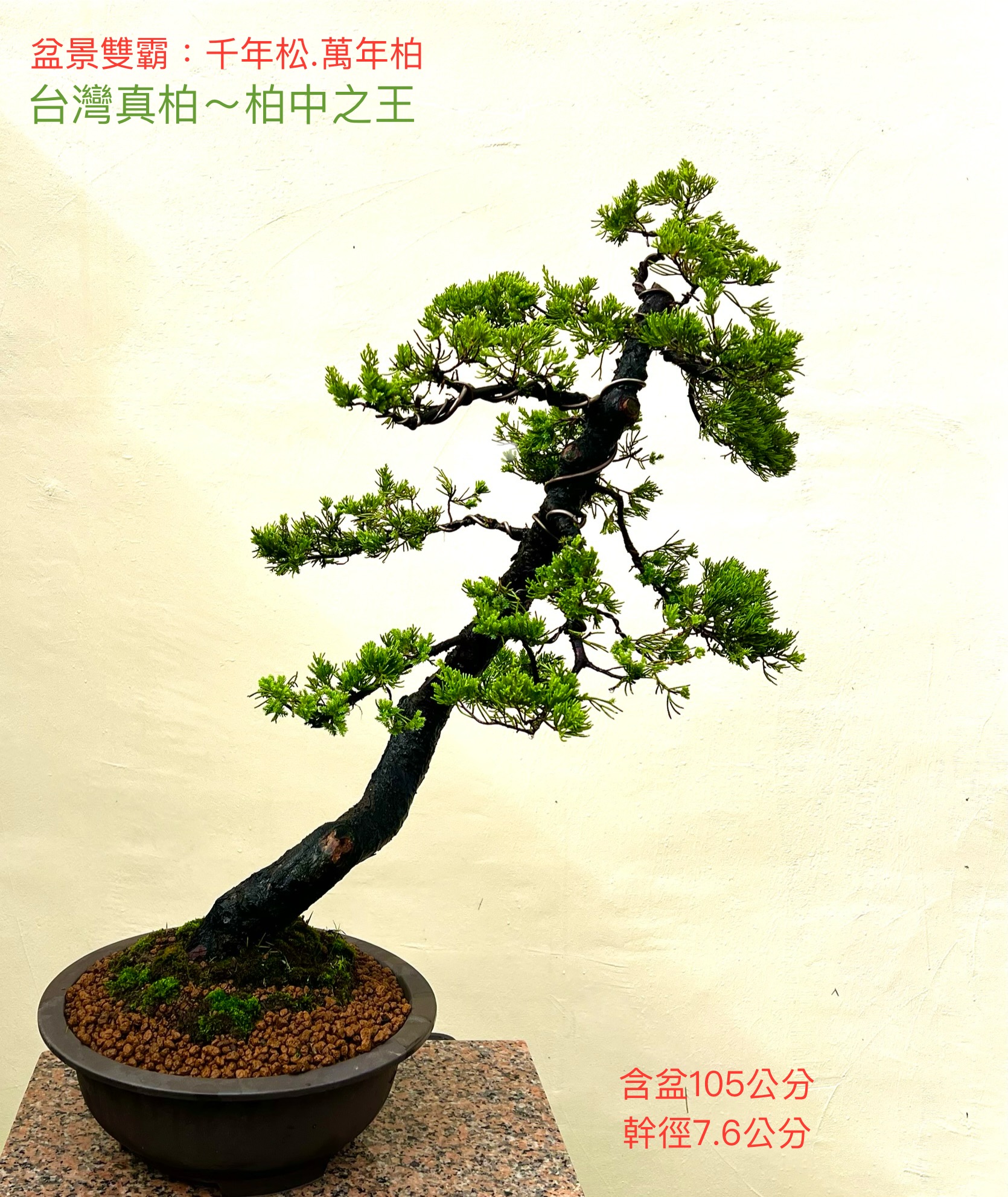 超大品真柏盆景（含鐵砂盆105公分）