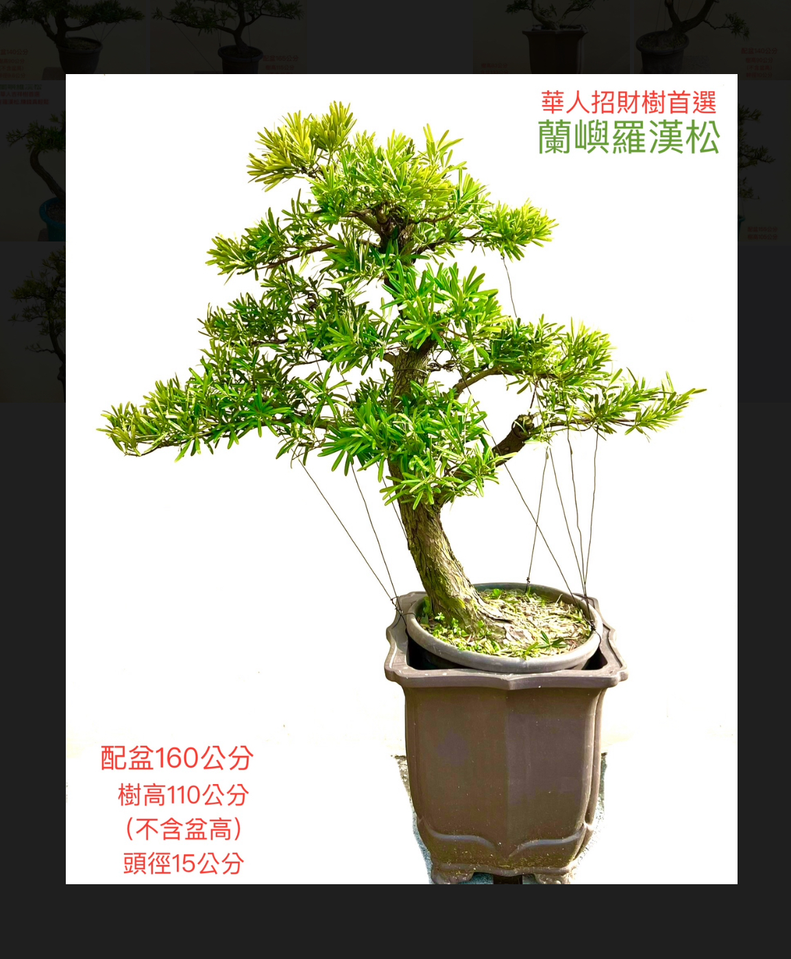 蘭嶼羅漢松盆景（配鐵砂盆160cm,配盆費用另計）