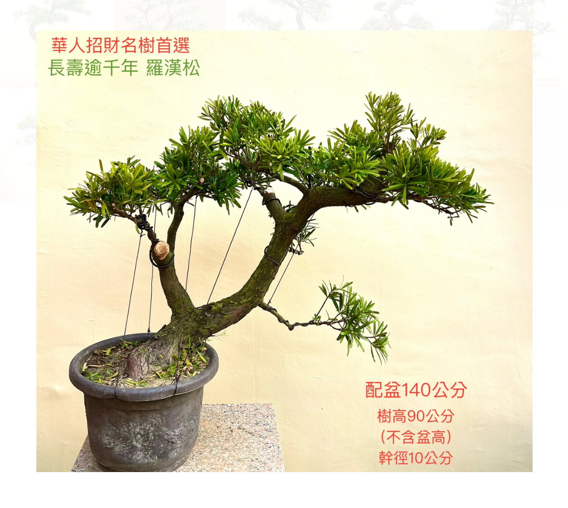 長壽逾千年羅漢松盆景（配鐵砂盆140cm,配盆費用另計）