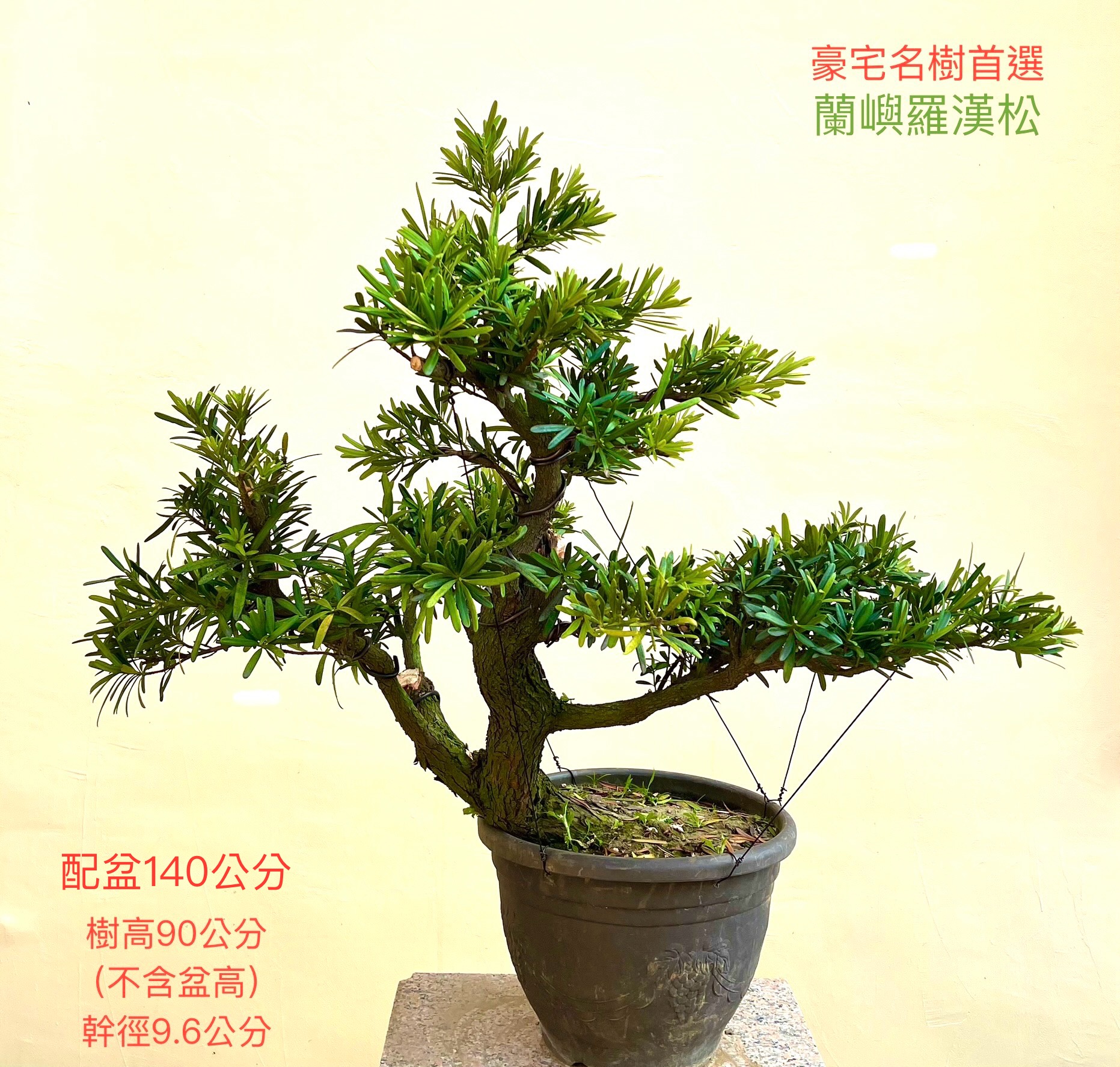 蘭嶼羅漢松盆景（配鐵砂盆140cm，配盆費用另計）