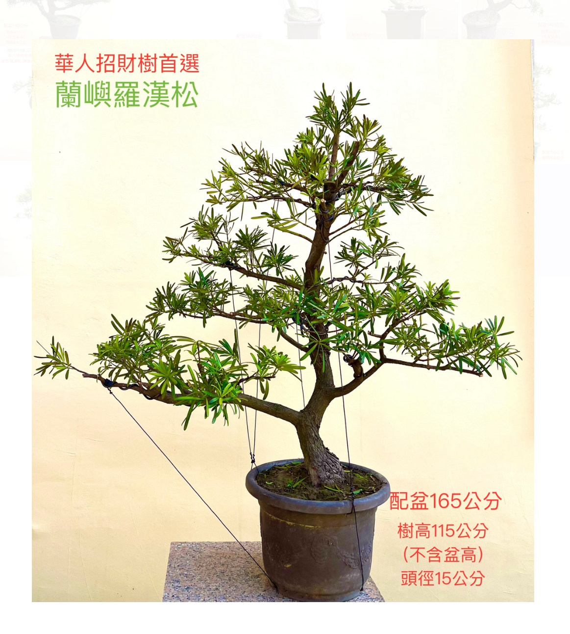蘭嶼羅漢松盆景（配鐵砂盆165cm,配盆費用另計）