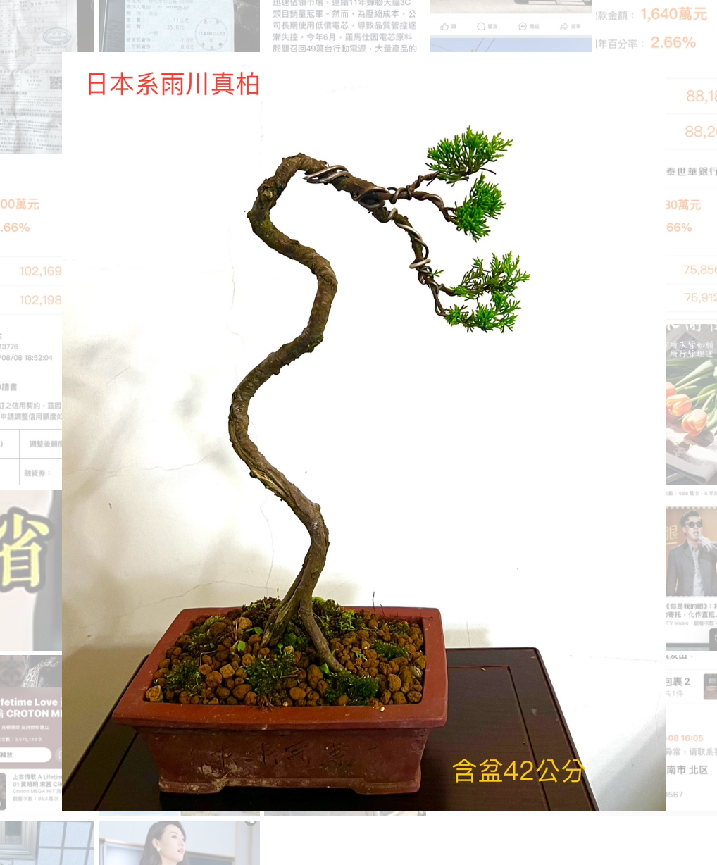 日本真柏盆景（含盆 42 公分）