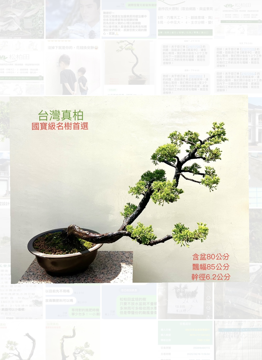 大品真柏盆景（含盆 80 cm）