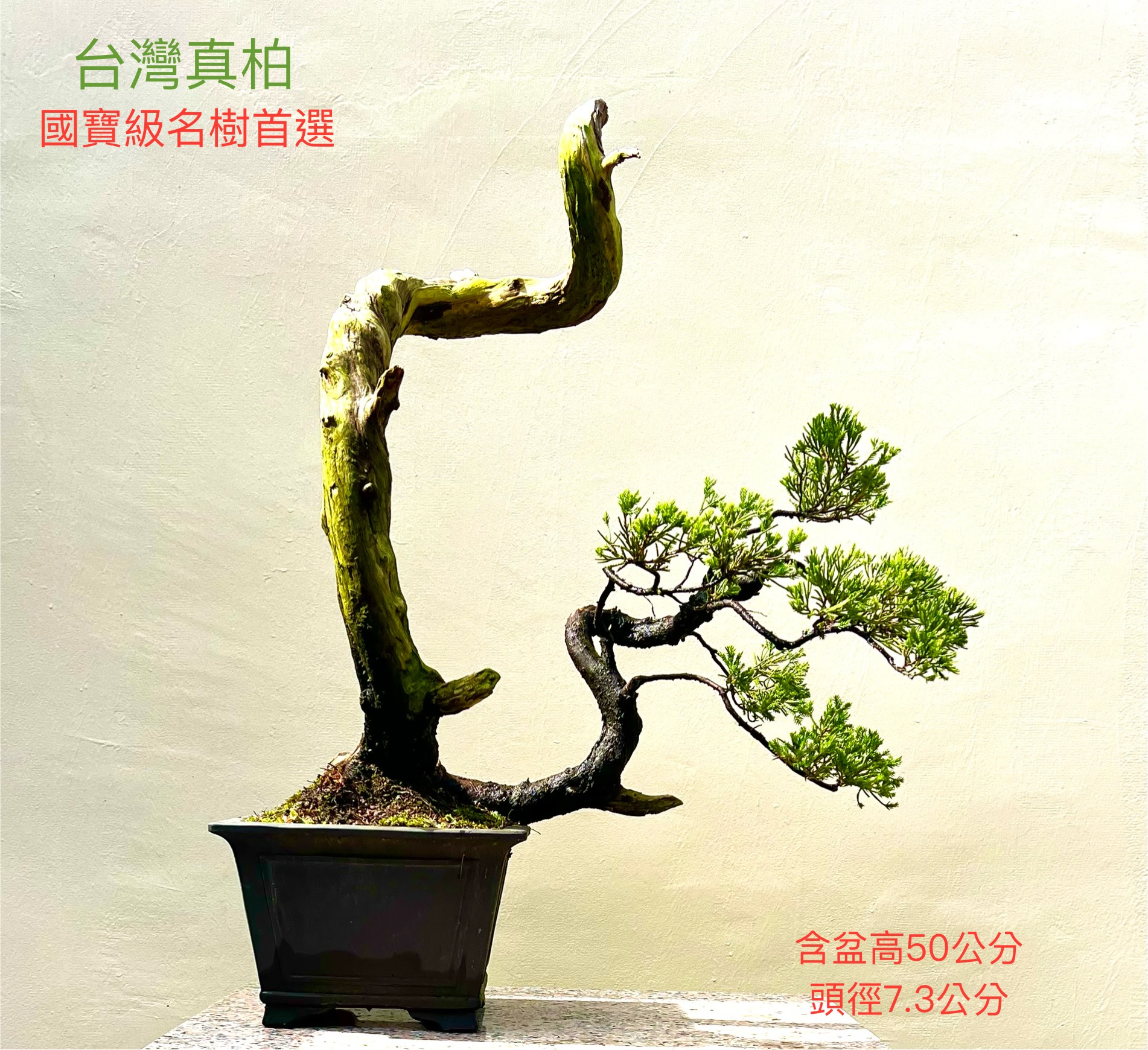 台灣真柏盆景（近成品；含盆50公分）