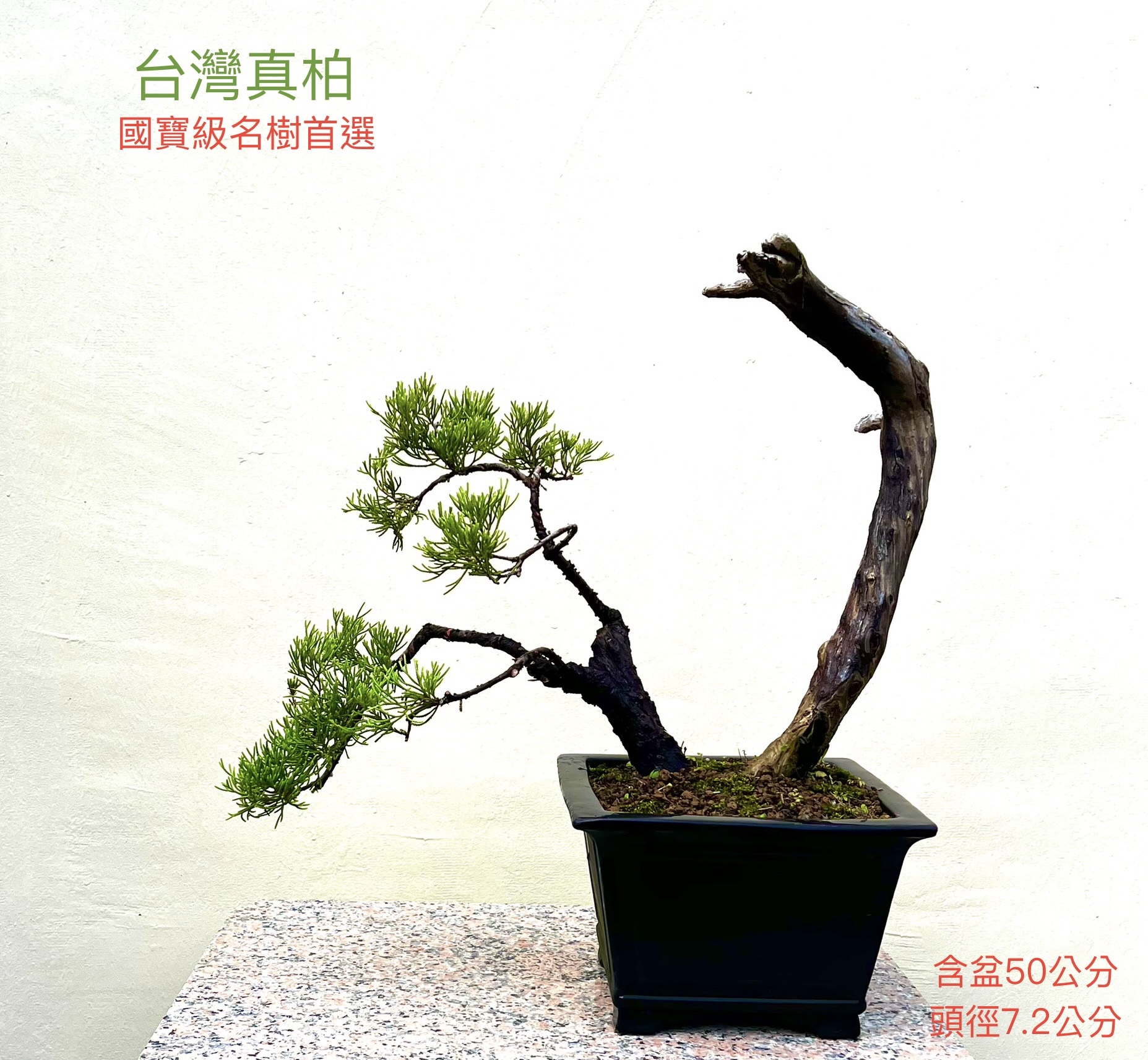 台灣真柏盆景（近成品；含盆50公分）