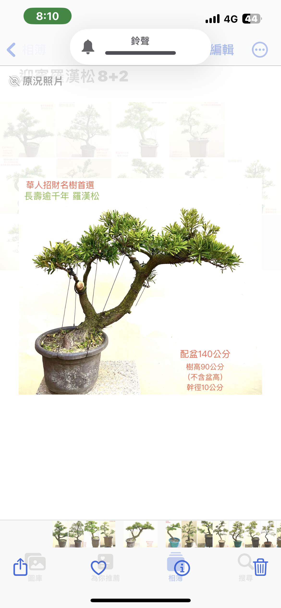 長壽逾千年羅漢松盆景（配鐵砂盆140cm,配盆費用另計）