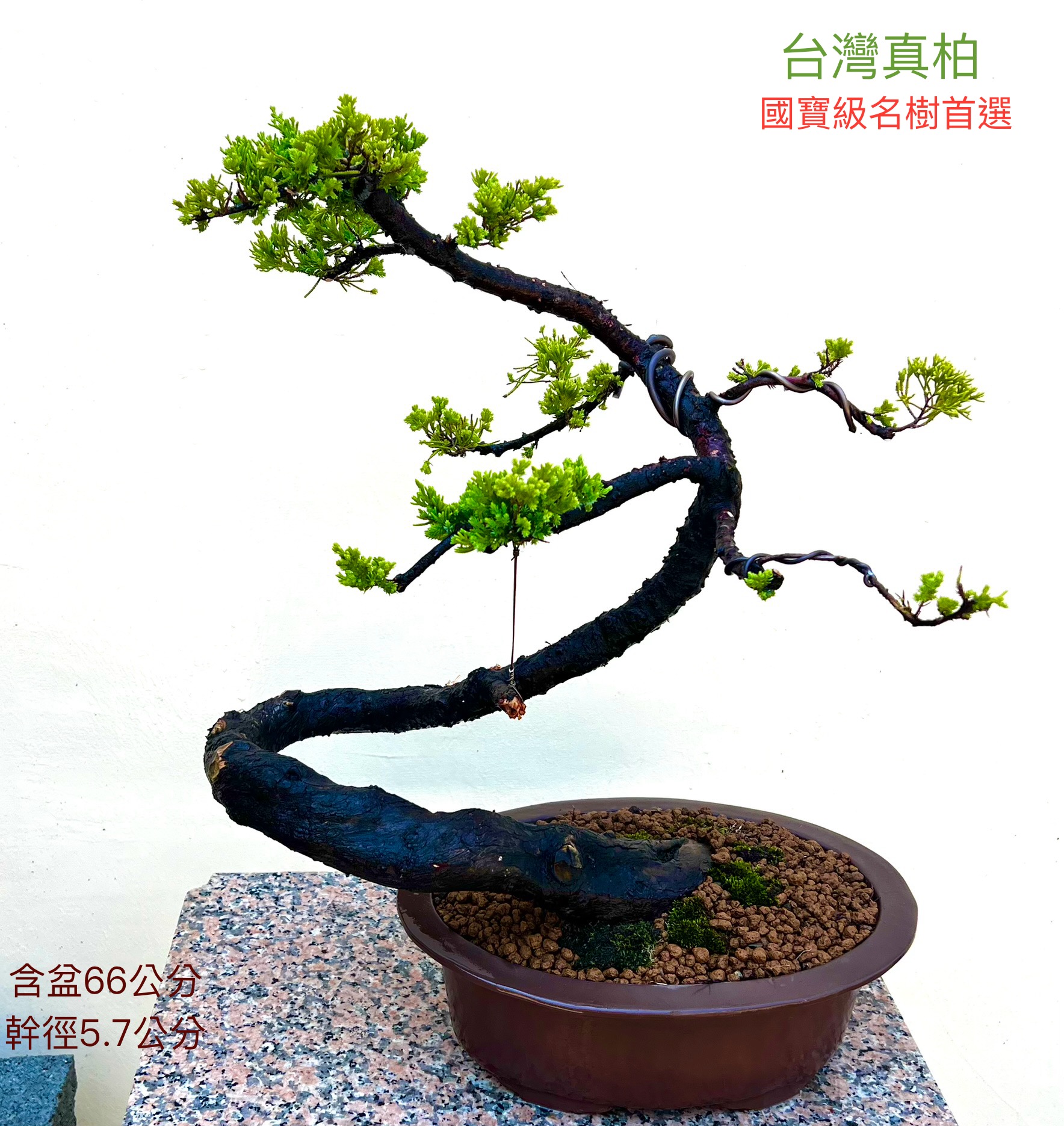真柏盆景（半成品；含盆66公分）