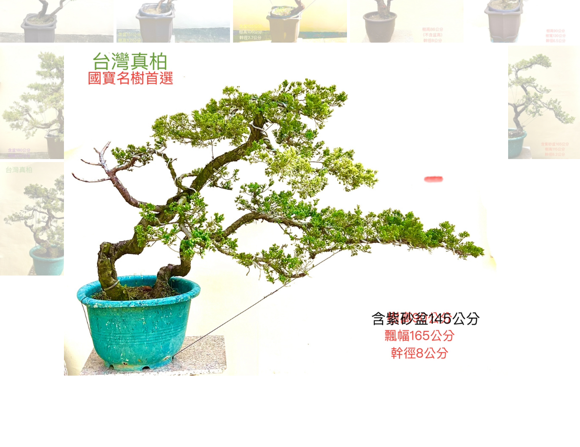 台灣真柏盆景（配鐵砂盆145 cm，配盆費用另計）