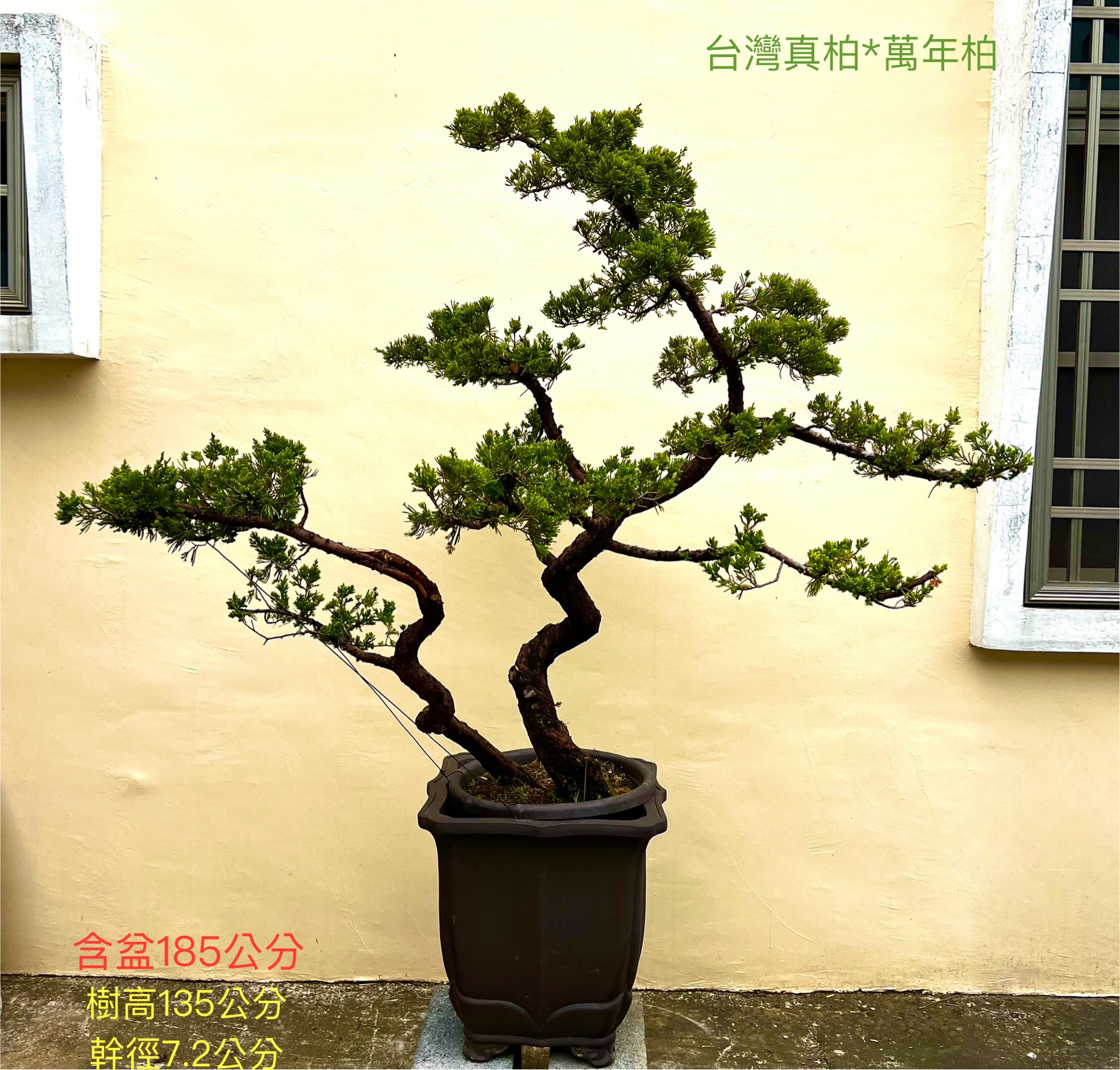 台灣真柏盆景（配鐵砂盆185cm，配盆費用另計）