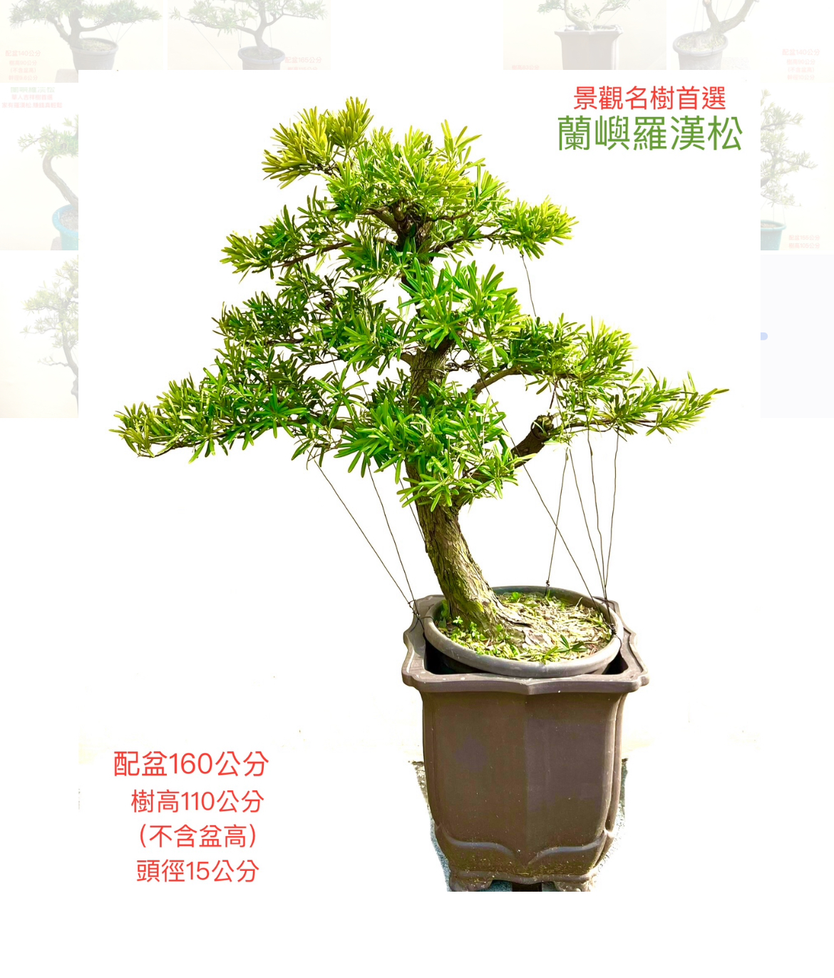 蘭嶼羅漢松盆景（配鐵砂盆160cm,配盆費用另計）